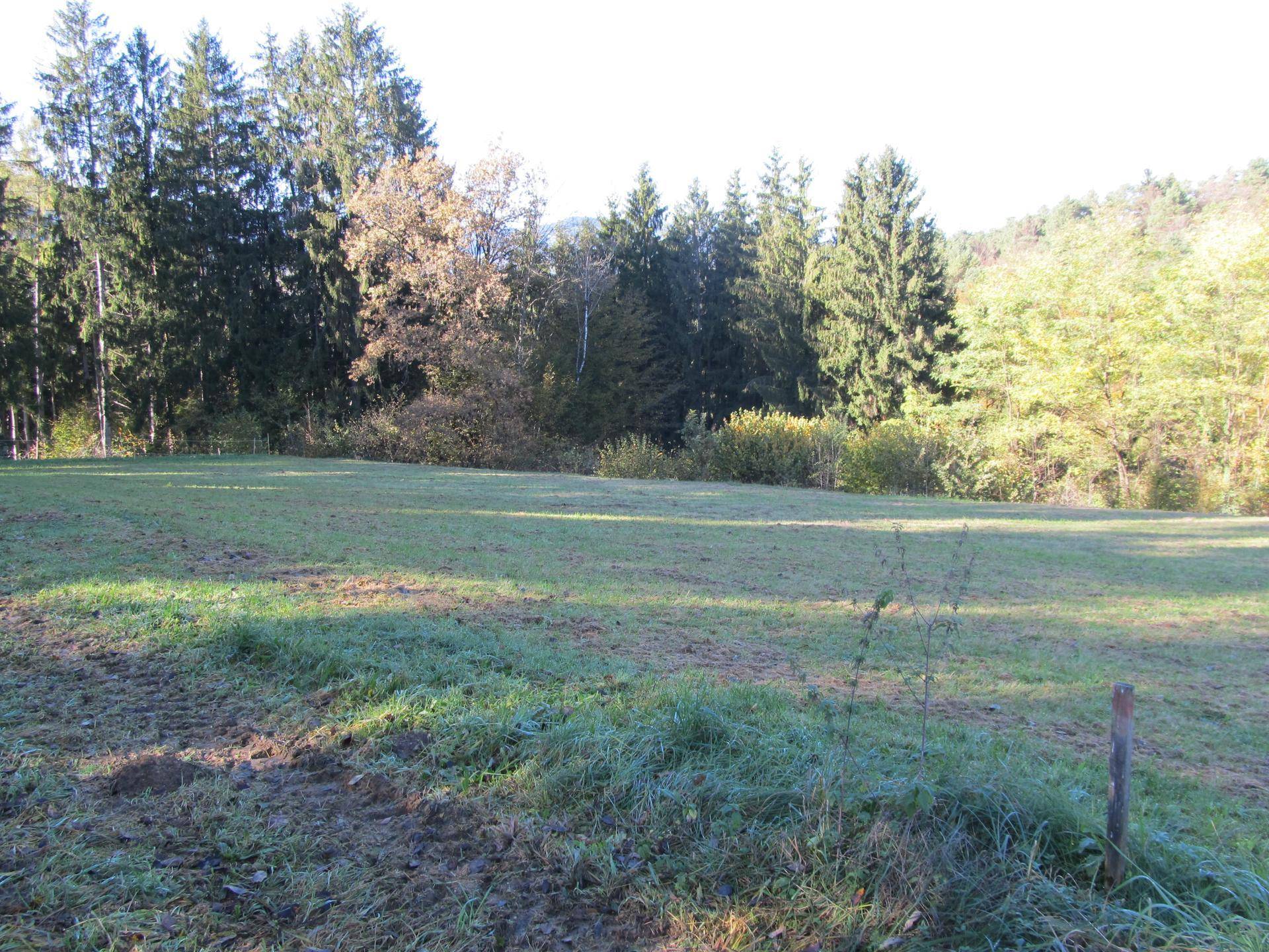Weitläufige Wiese mit herbstlicher Vegetation und Waldrand im sanften Morgenlicht.