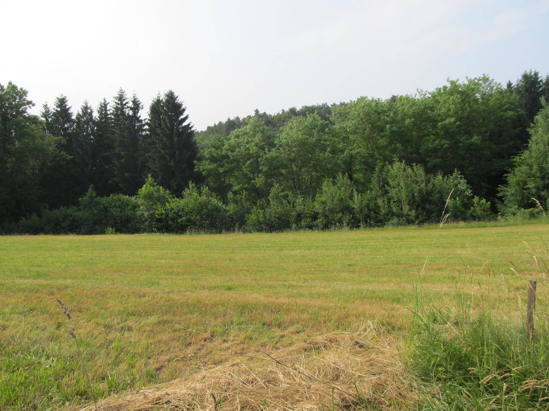 Weitläufige Wiesenfläche mit Wald im Hintergrund und angedeuteten Bergen am Horizont.