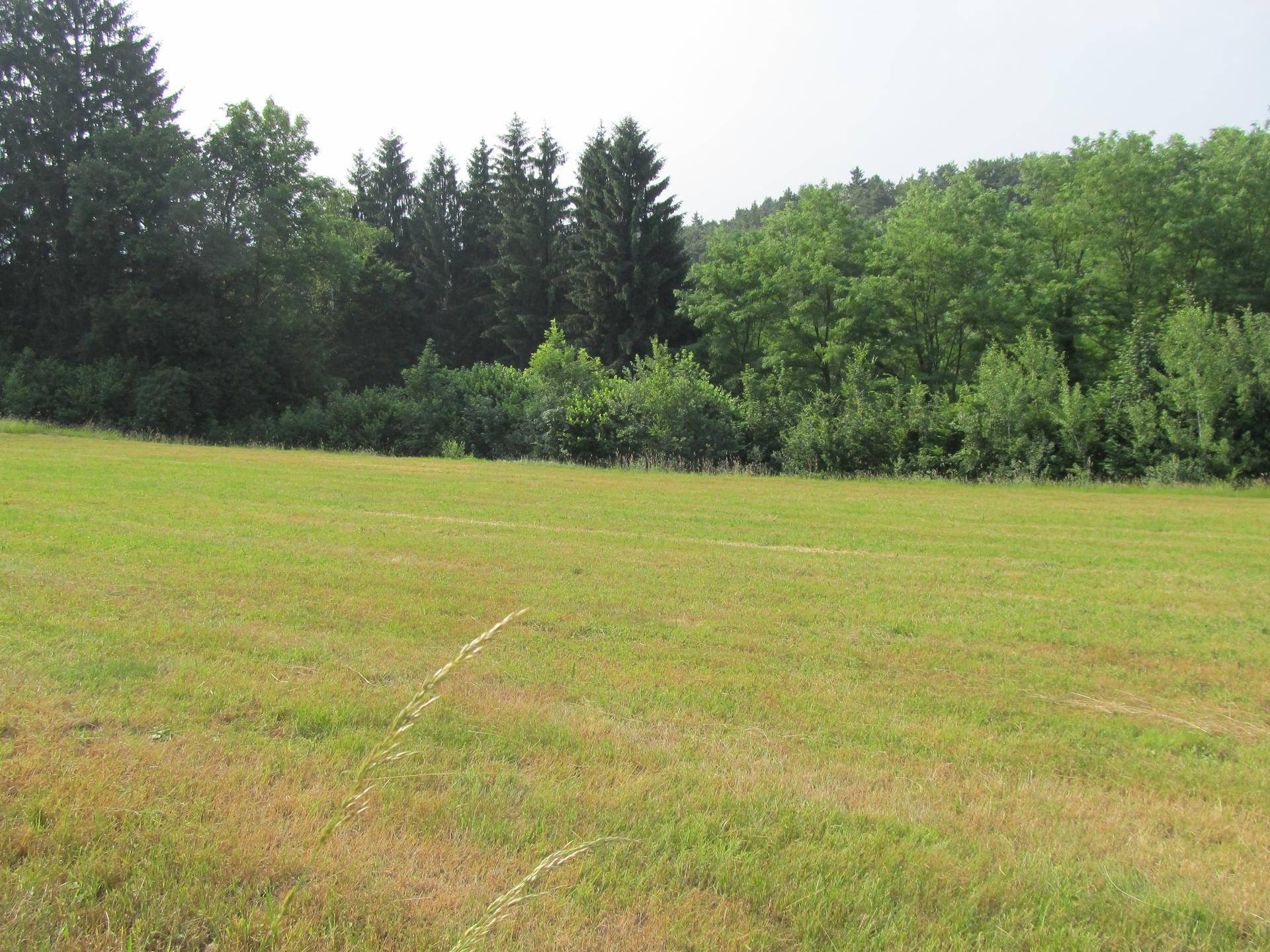Grüne Wiese am Waldrand mit dichtem Baumbestand unter leicht bewölktem Himmel.