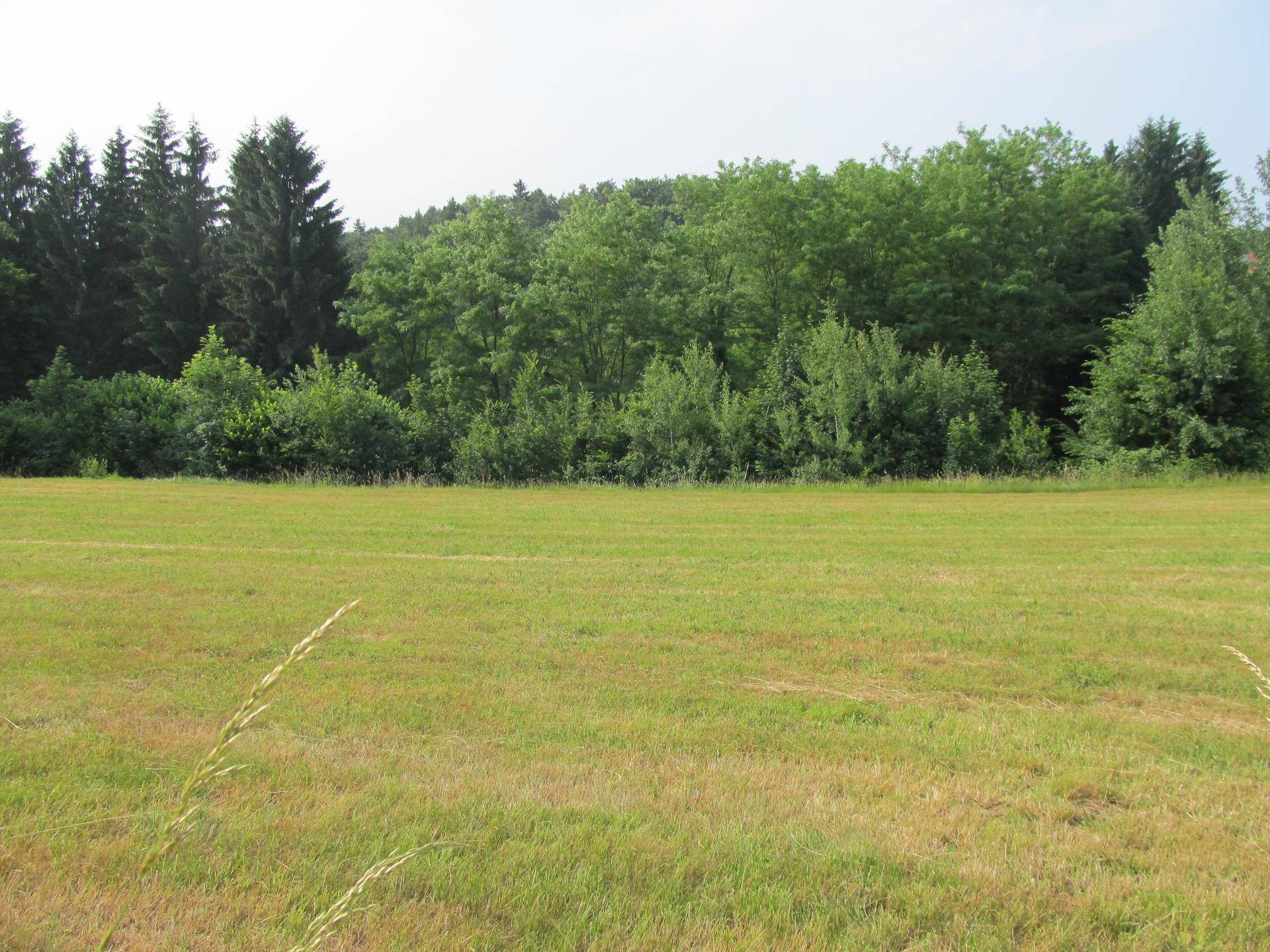 Saftig grüne Wiese grenzt an einen dichten Wald mit verschiedenen Baumarten.