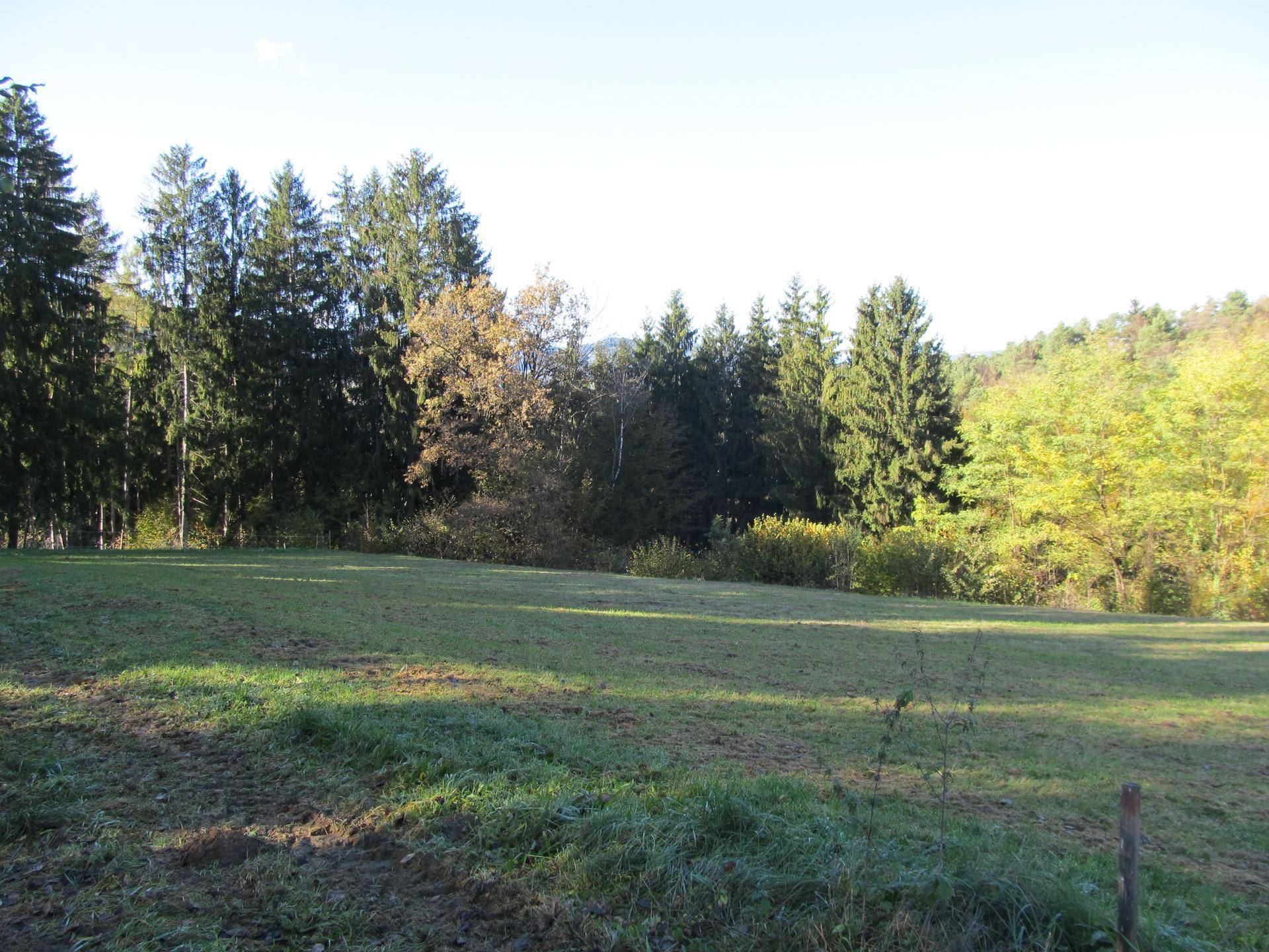 Herbstliche Wiesenlandschaft mit Nadel- und Laubbäumen in warmem Sonnenlicht.