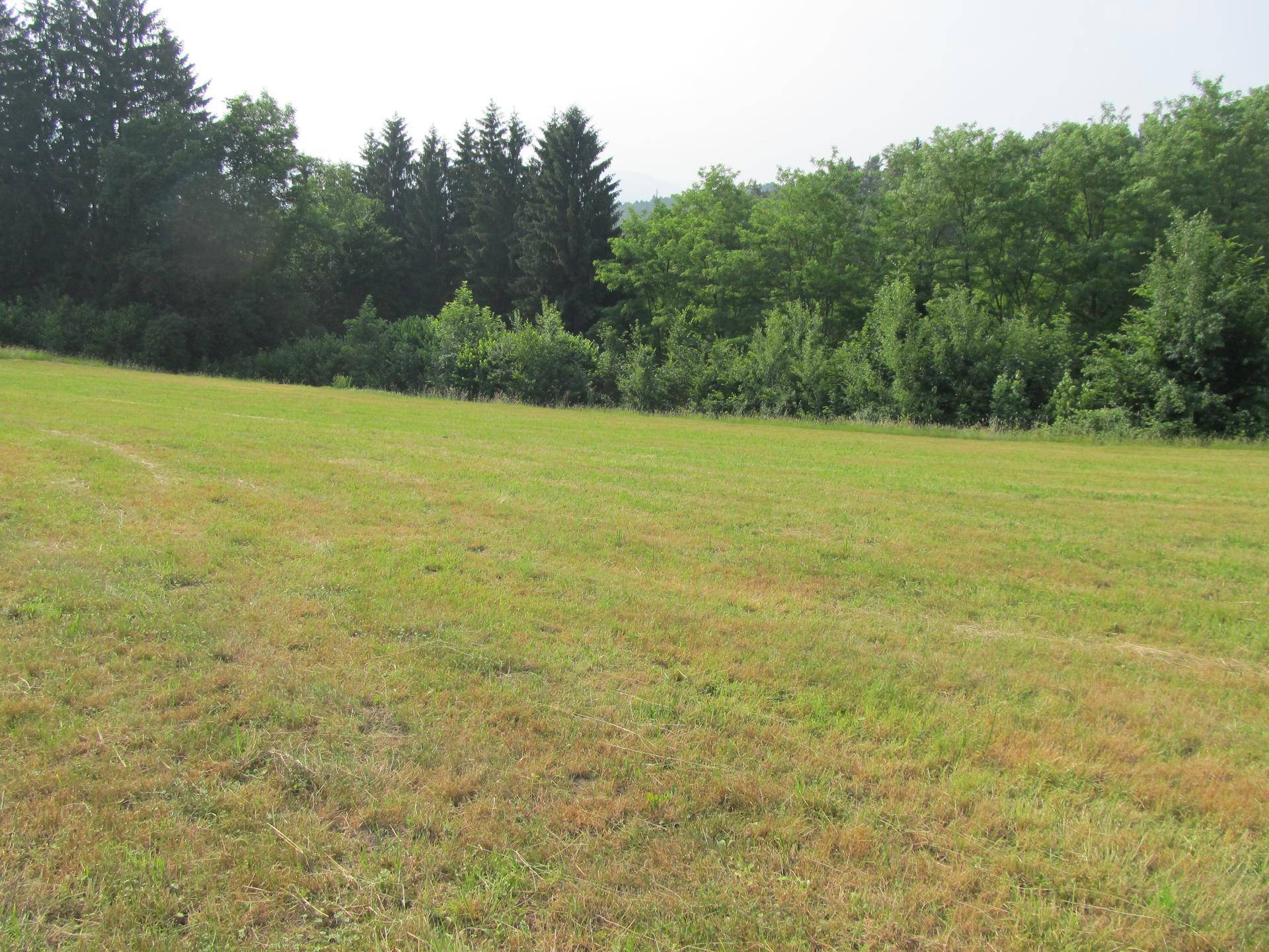 Grüne Wiese mit dichtem Waldrand und bewölktem Himmel, ideal für Naturbegeisterte.