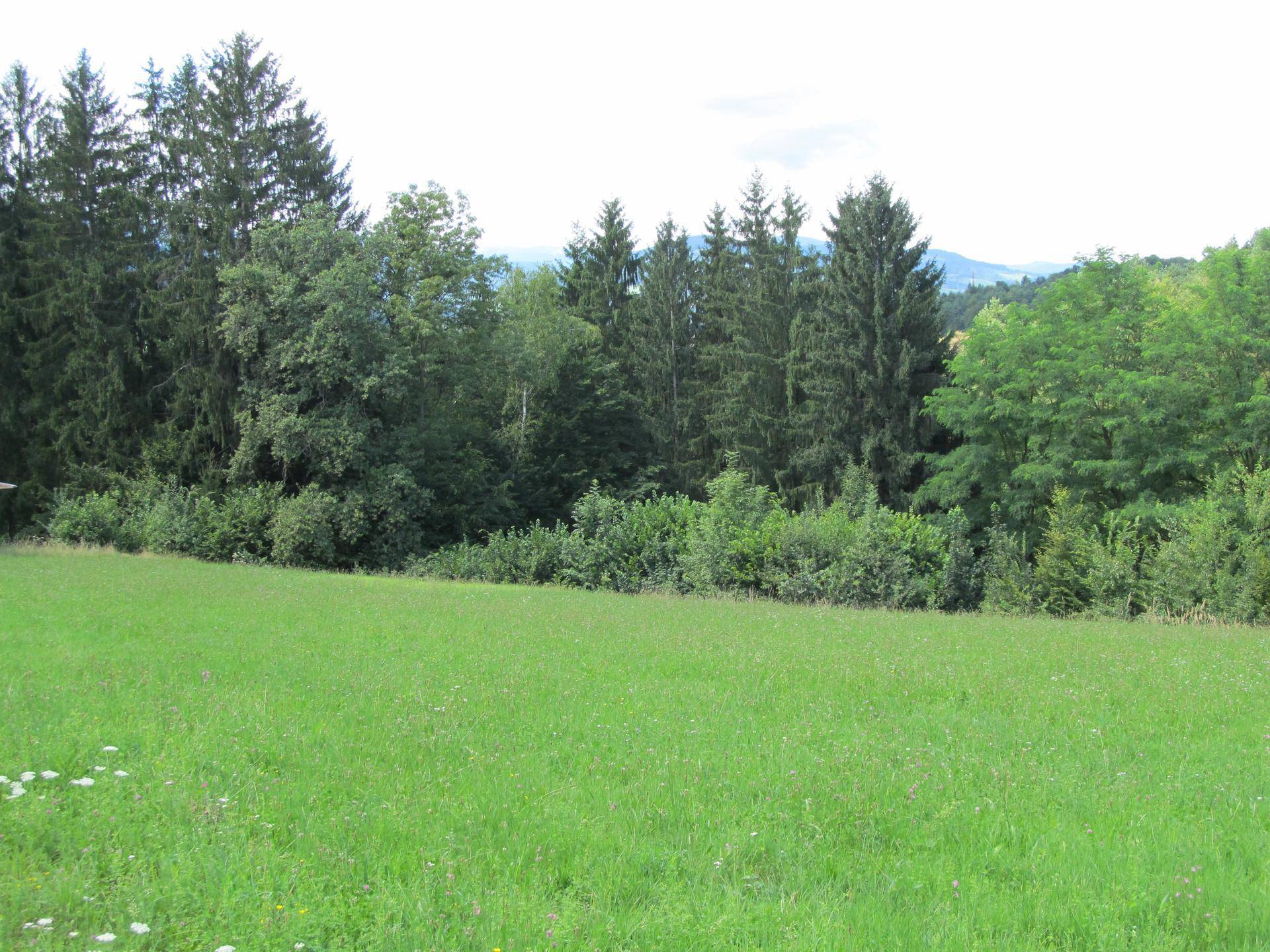 Saftig grüne Wiese mit blühenden Blumen am Waldrand und Bergen im Hintergrund.
