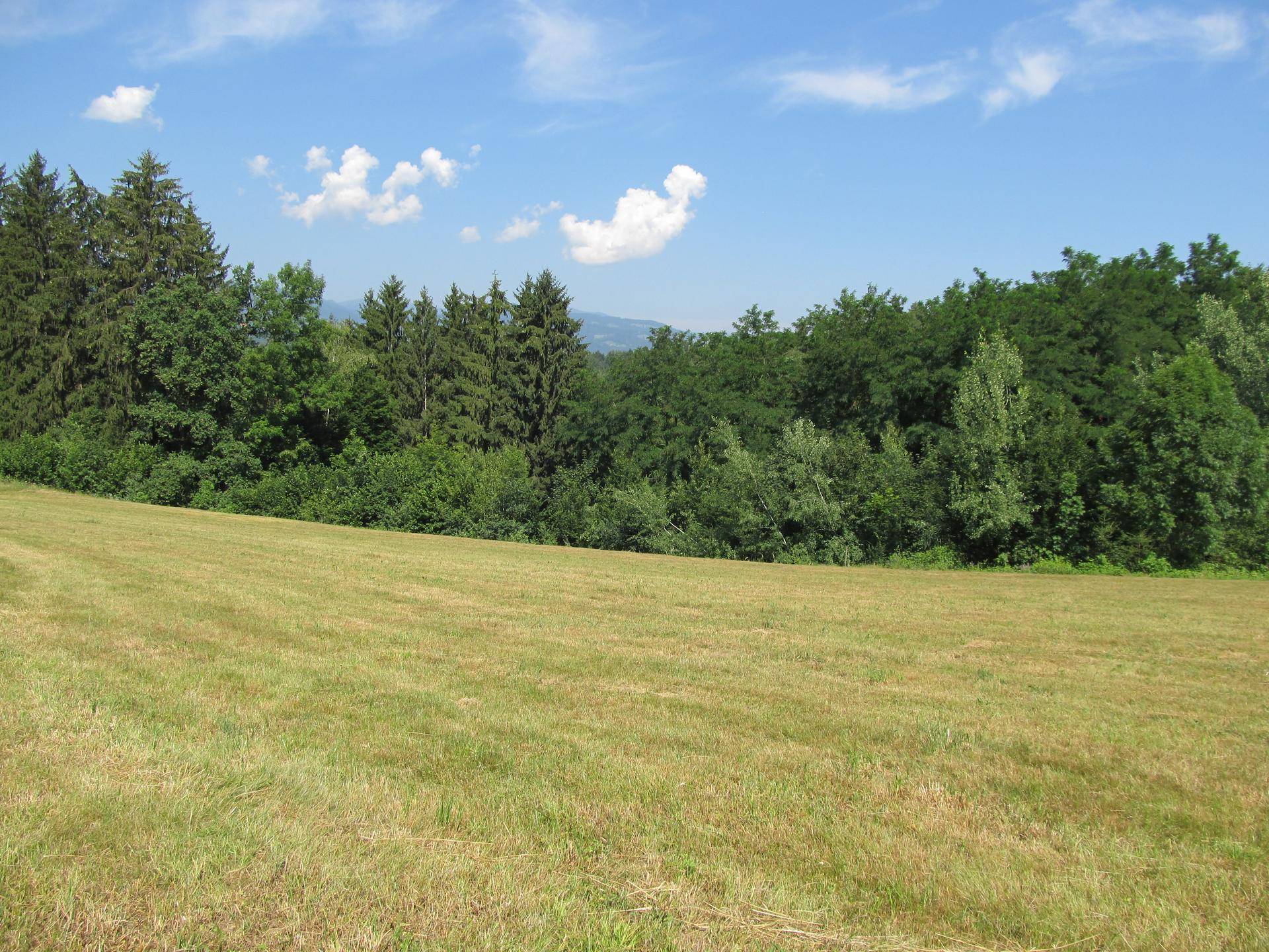 Weite Wiesenfläche mit Wald und sanften Hügeln im Hintergrund unter blauem Himmel.