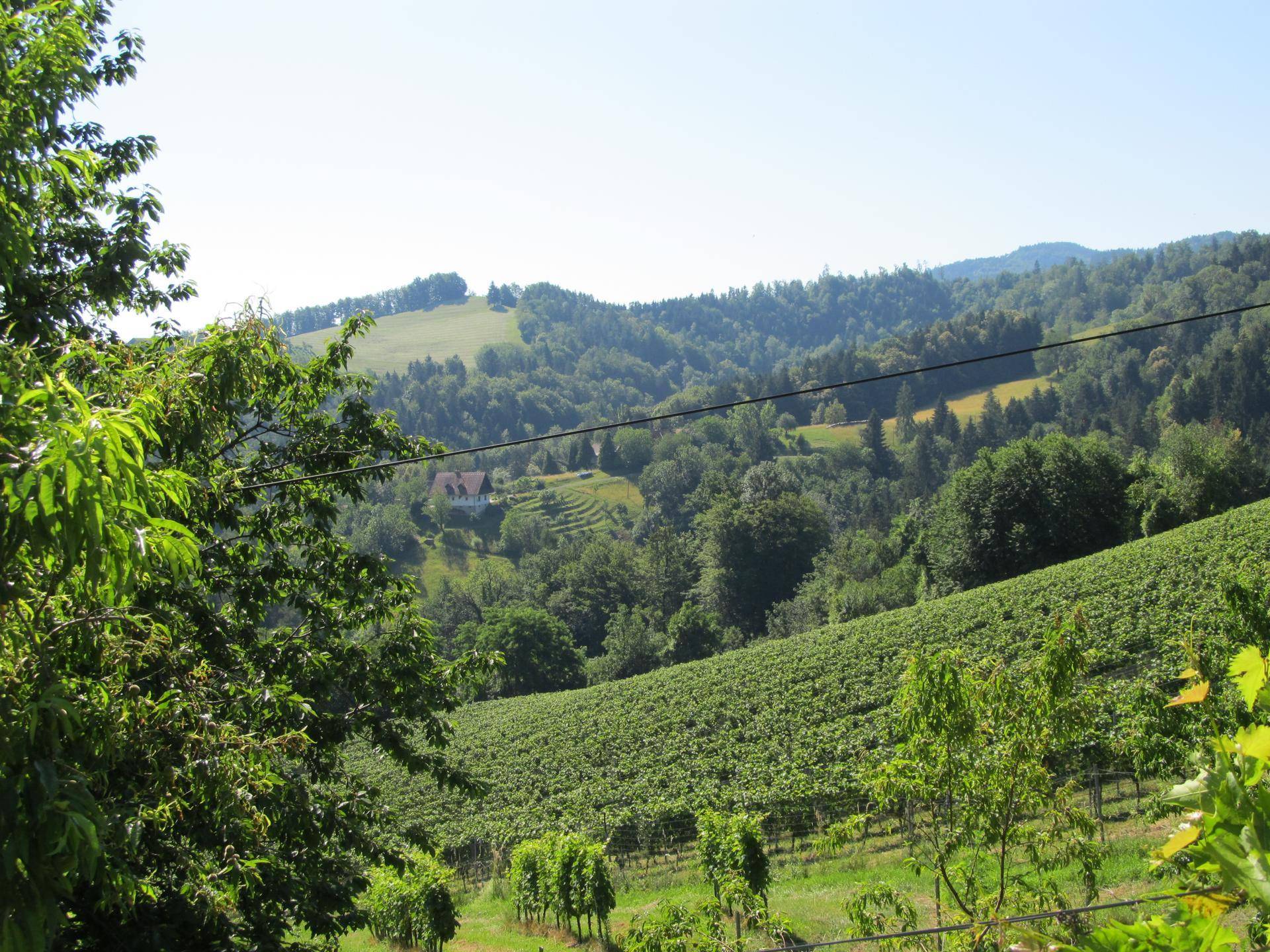 Herrlicher Blick über ausgedehnte Weinberge und bewaldete Hügel mit einem Haus in der Ferne.