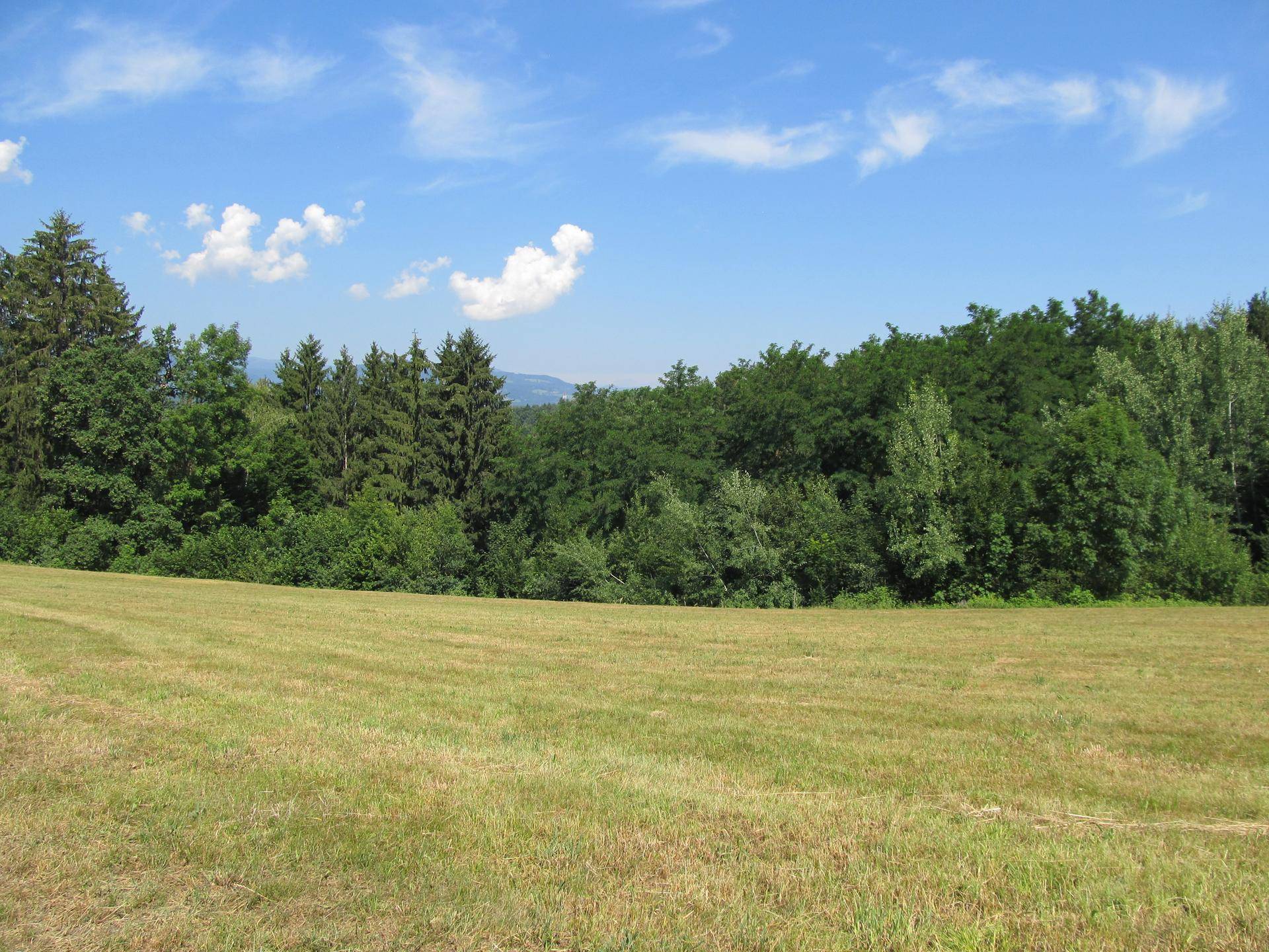 Weite Wiesenlandschaft mit Waldrand und Bergen im Hintergrund unter blauem Himmel.
