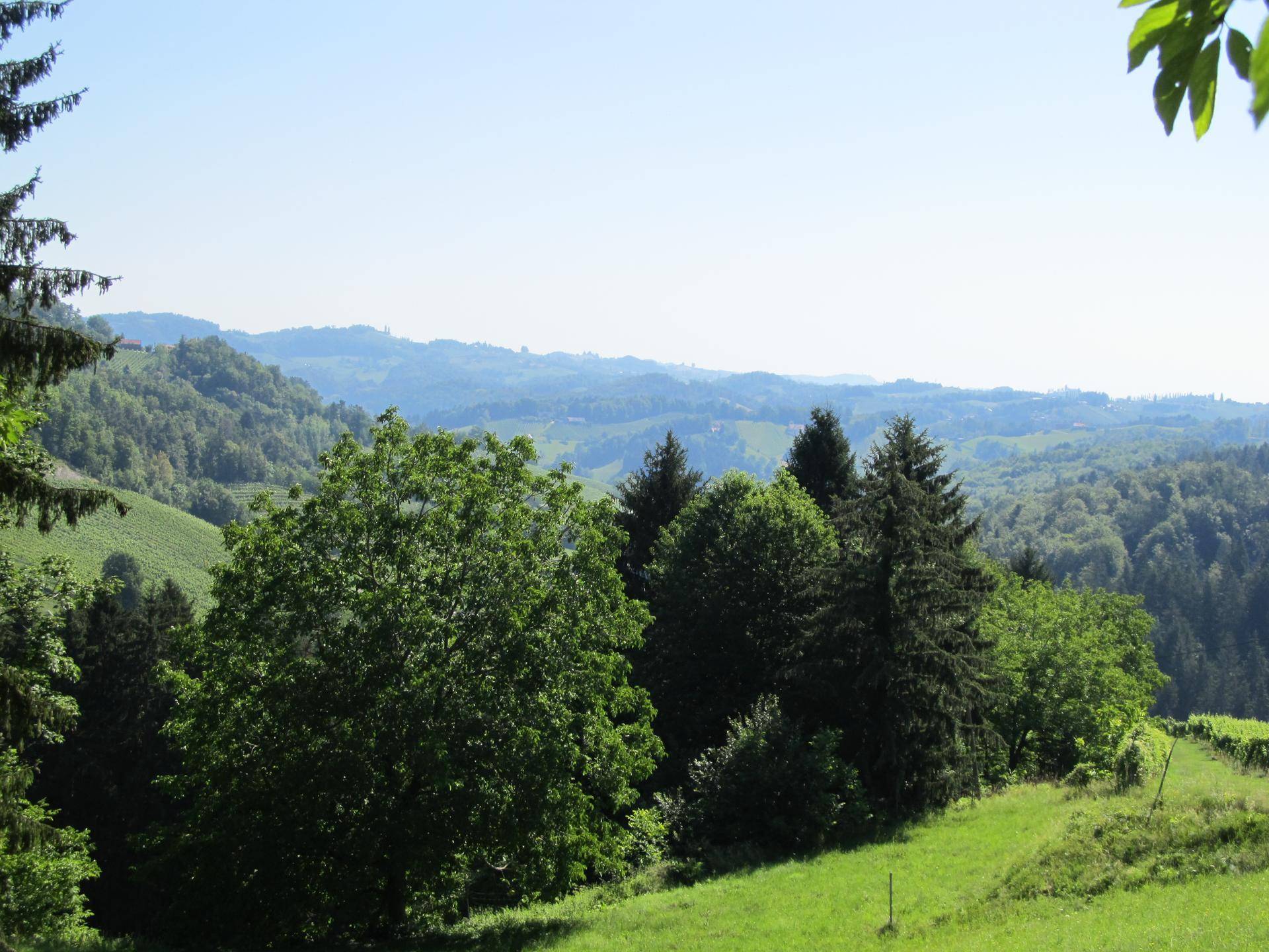 Weiter Blick über dichte Wälder und grüne Wiesen, umrahmt von Bäumen im Vordergrund.