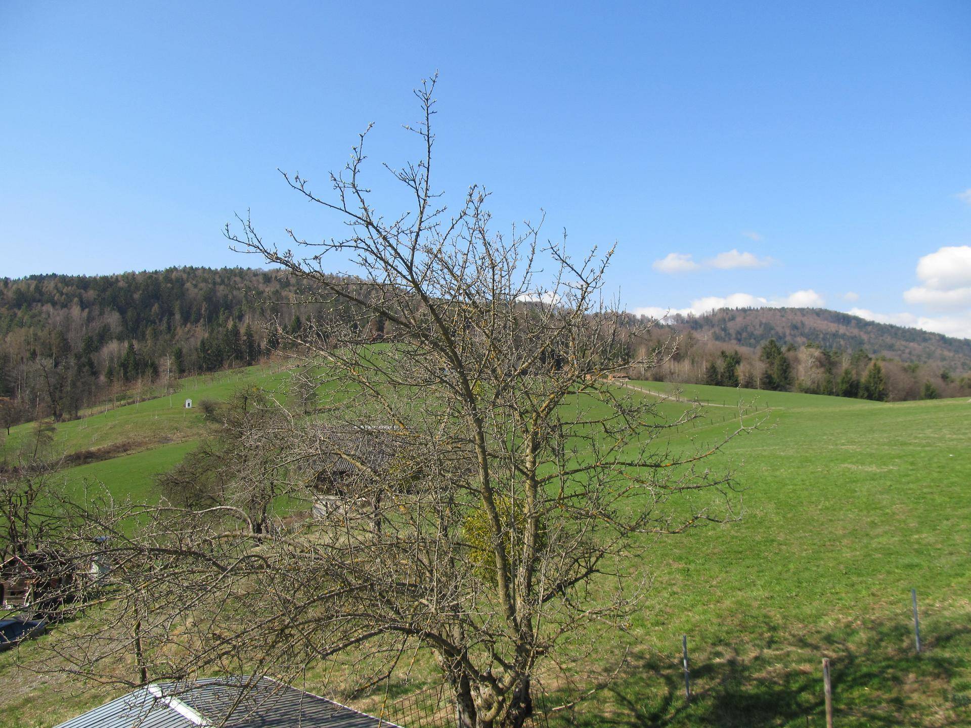 Landschaftsbild mit kahlem Baum im Vordergrund und grünen Hügeln.