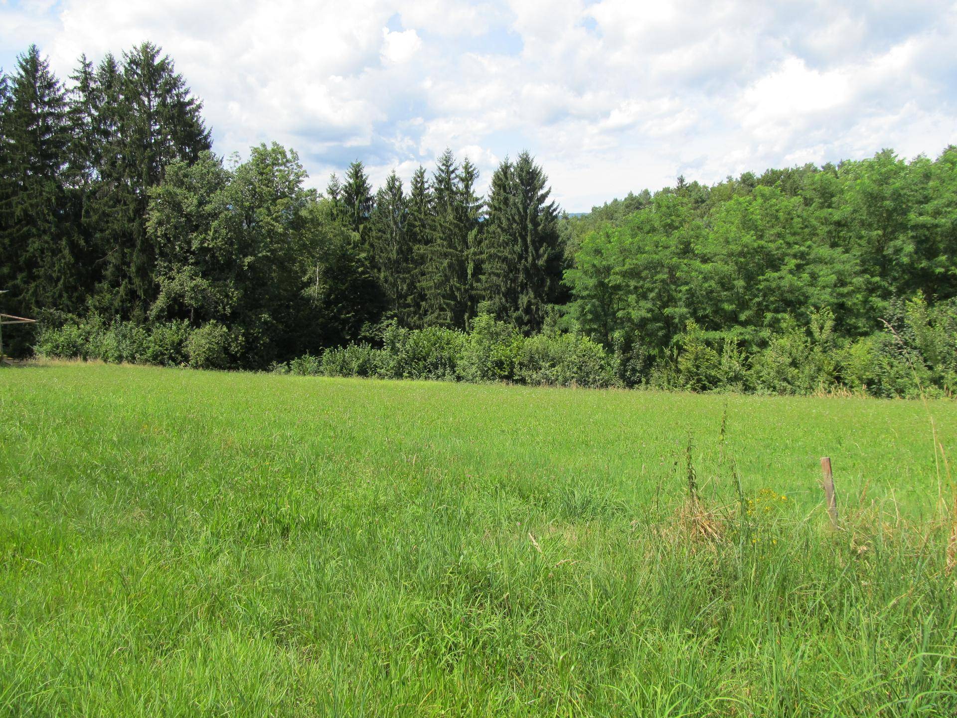 Grüne Wiese mit hohem Gras am Waldrand und bewölktem Himmel.