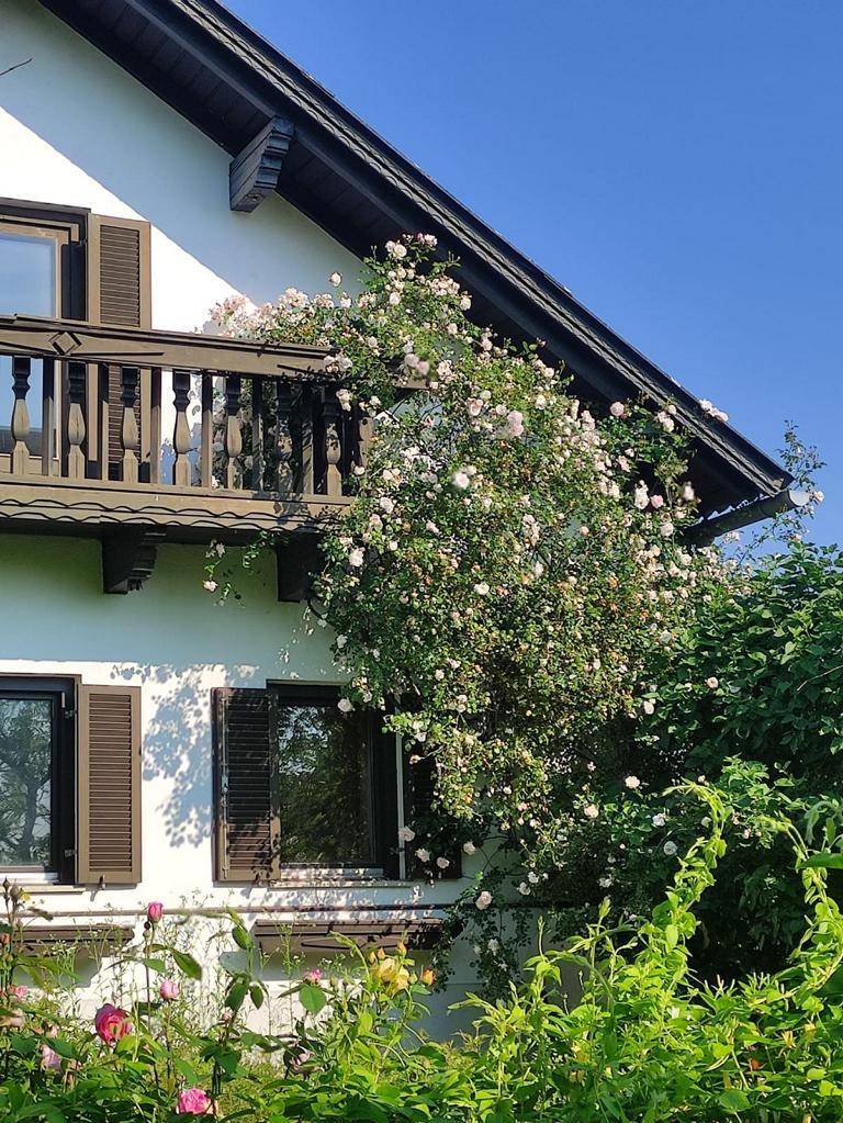 Traditionelles Haus mit einem Holzbalkon, der von blühenden Kletterrosen bewachsen ist.