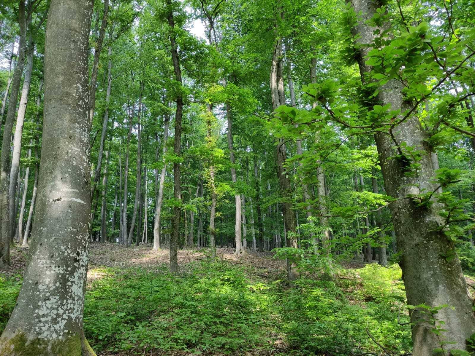 Ein ruhiger Waldweg umgeben von hohen Bäumen und dichtem Unterholz, ideal für Spaziergänge in der Natur.