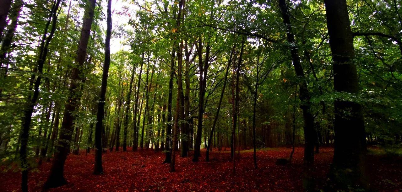 Dunkler Wald mit dichtem Blätterdach und einem Teppich aus roten Blättern auf dem Waldboden.