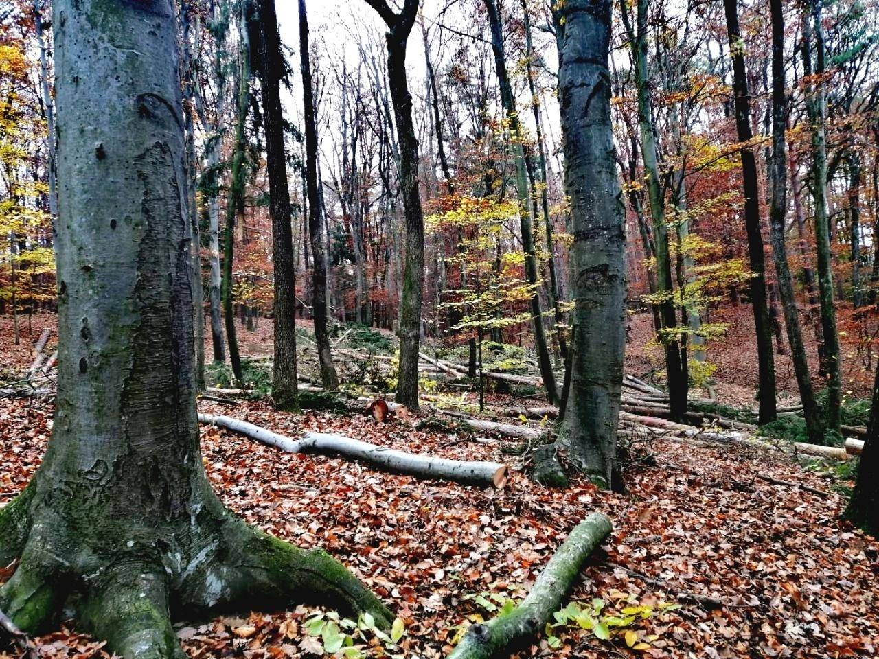 Herbstlicher Wald mit bunten Blättern auf dem Boden und gefällten Baumstämmen, die auf dem Waldboden liegen.