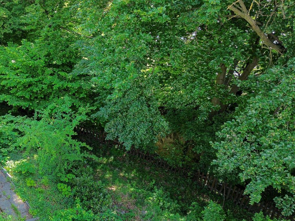 Dichte grüne Vegetation mit Bäumen und Sträuchern, die einen Gartenbereich umgeben.