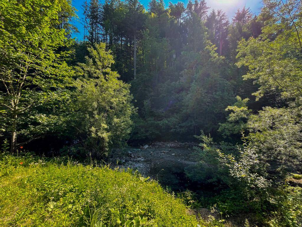 Dichter Wald mit einem kleinen Bachlauf im Vordergrund unter strahlendem Sonnenschein.