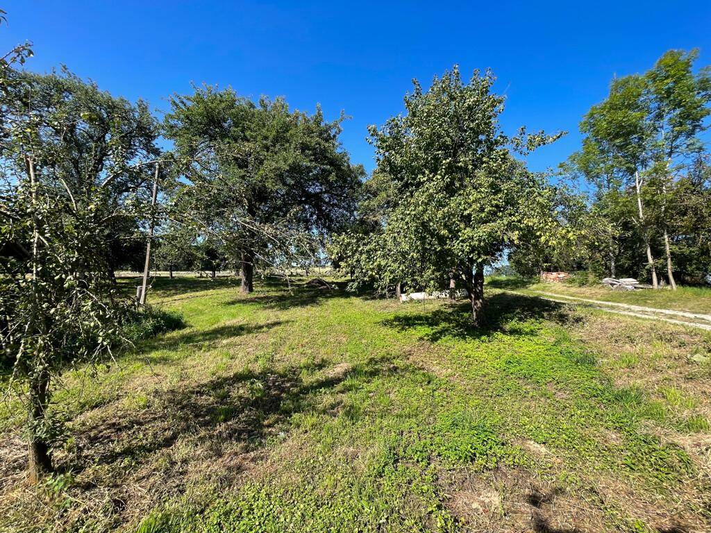 Ein Obstgarten mit mehreren Bäumen und grüner Wiese, mit Blick auf die umliegenden Felder.