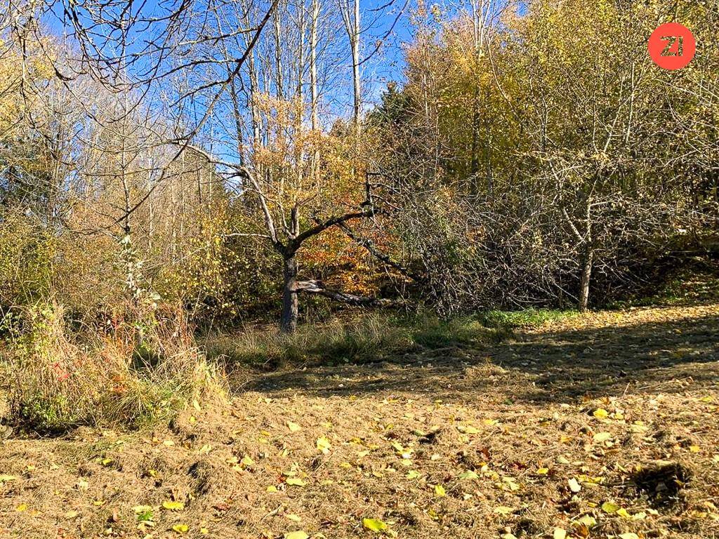 Naturbelassener Gartenbereich mit Bäumen und herbstlichem Laub, umgeben von Wald.