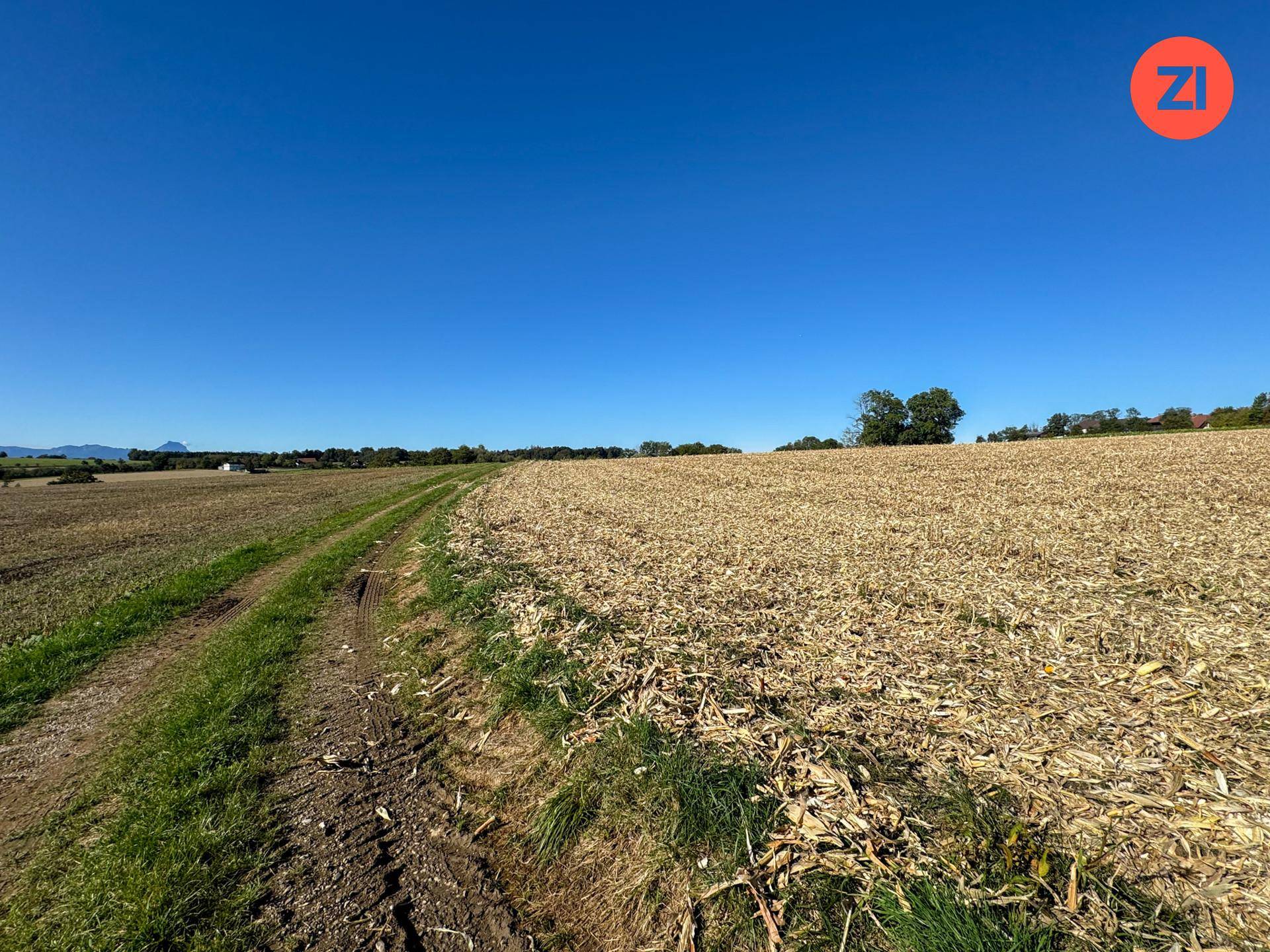 Feldweg führt durch ein abgeerntetes Maisfeld, umgeben von grünen Wiesen und Bäumen unter klarem Himmel.