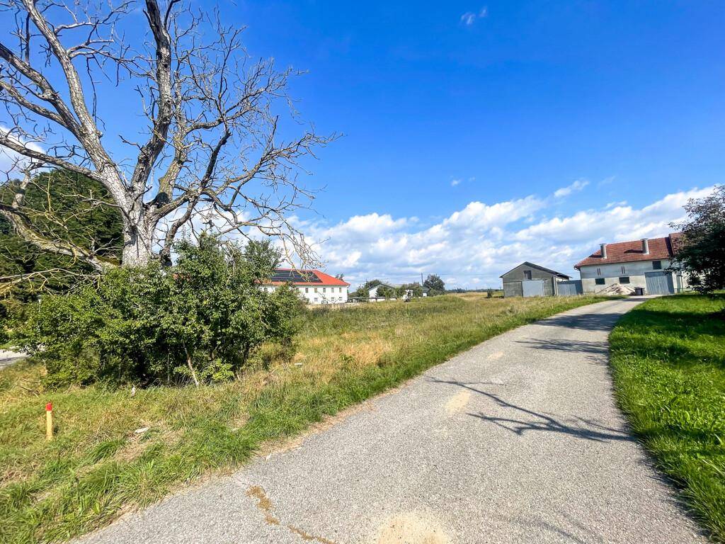 Gepflasterter Weg führt durch grüne Landschaft mit altem Baum und Gebäuden im Hintergrund.