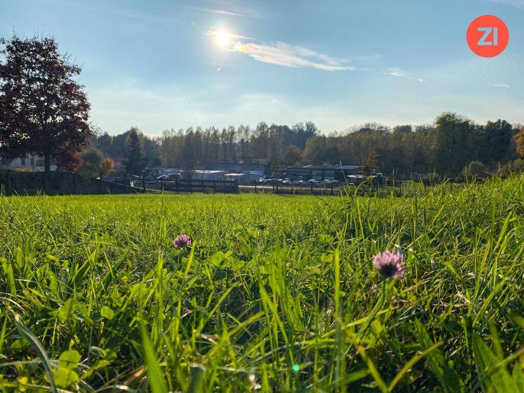 Nahaufnahme von grünem Gras mit kleinen Blumen, beleuchtet von der strahlenden Sonne.