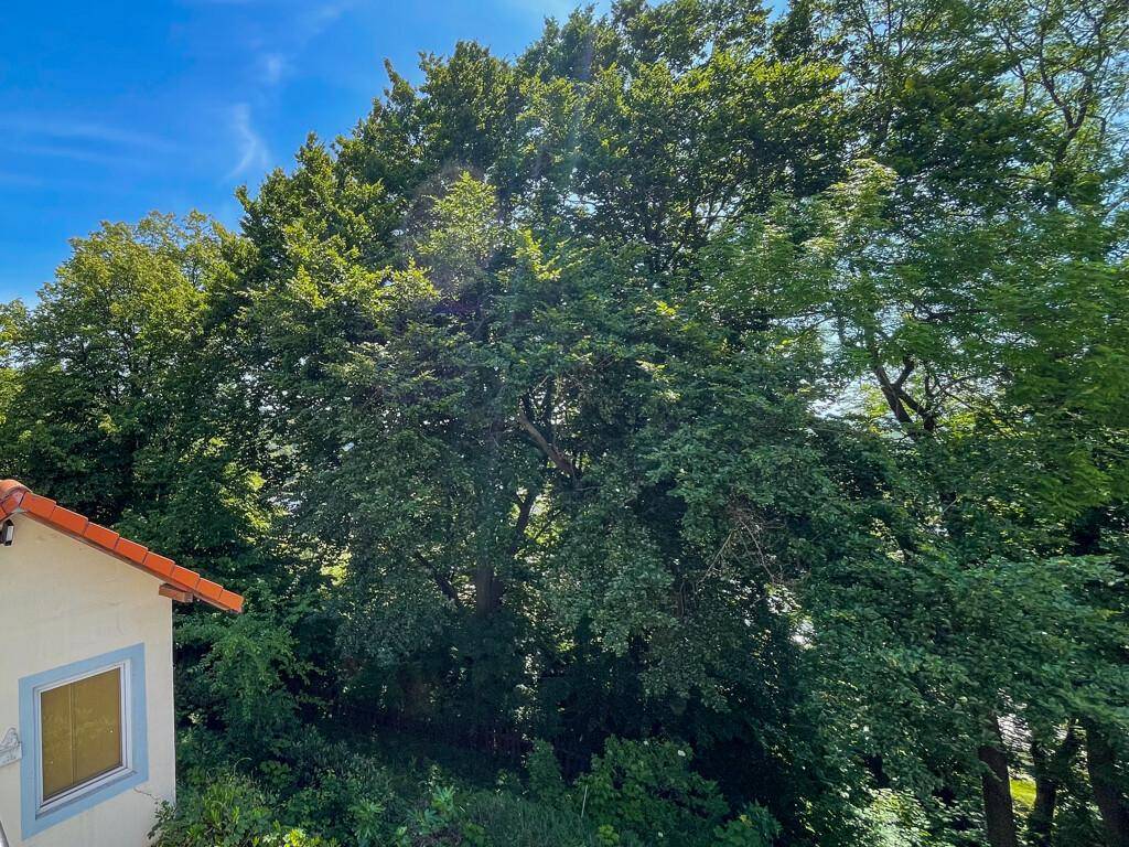 Baugrundstück in bester Aussichtslage in Steyregg, ca. 1293 m² - Ansicht 4