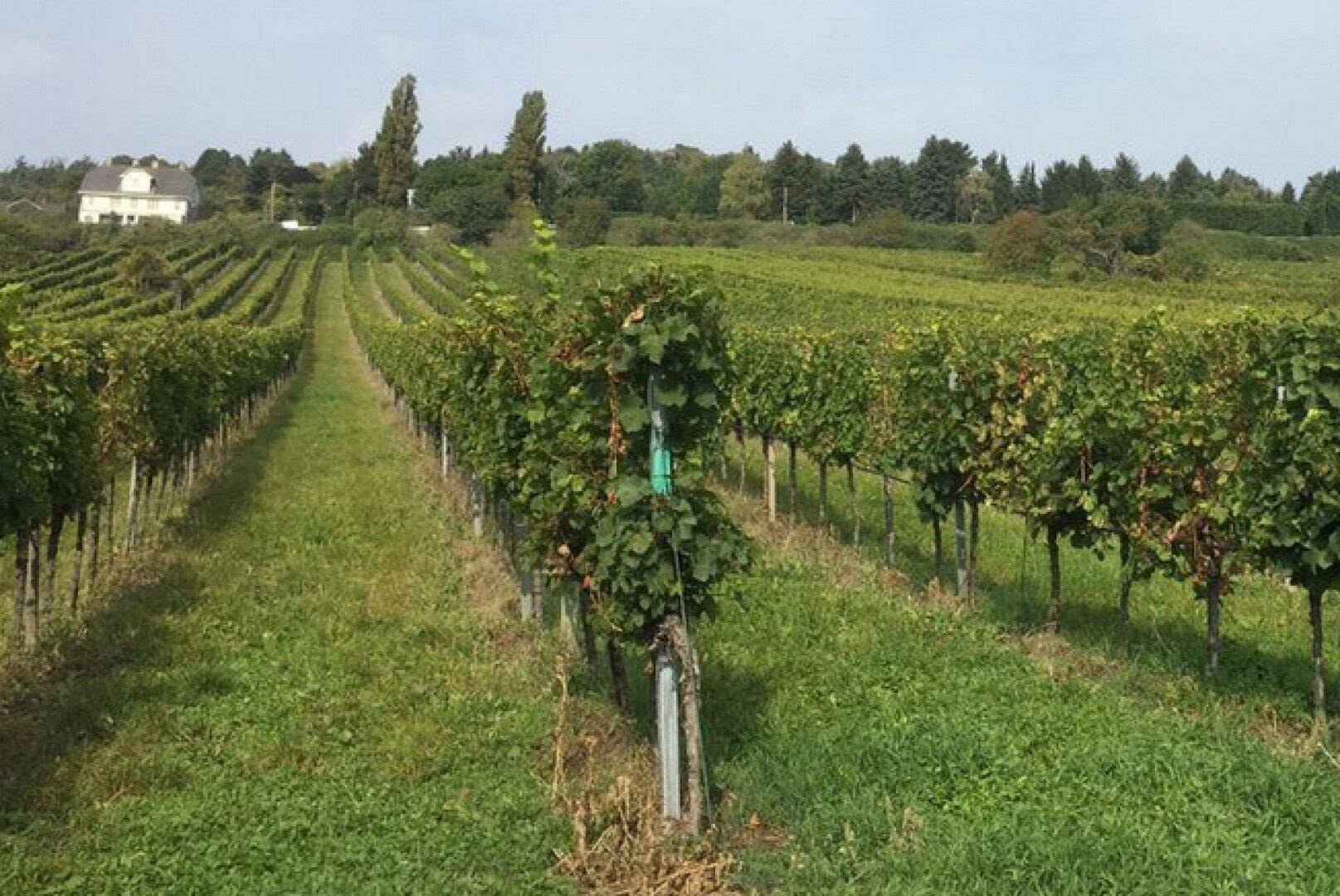 Weitläufiger Weinberg mit Rebenreihen und einem Haus in der Ferne, umgeben von grüner Landschaft.