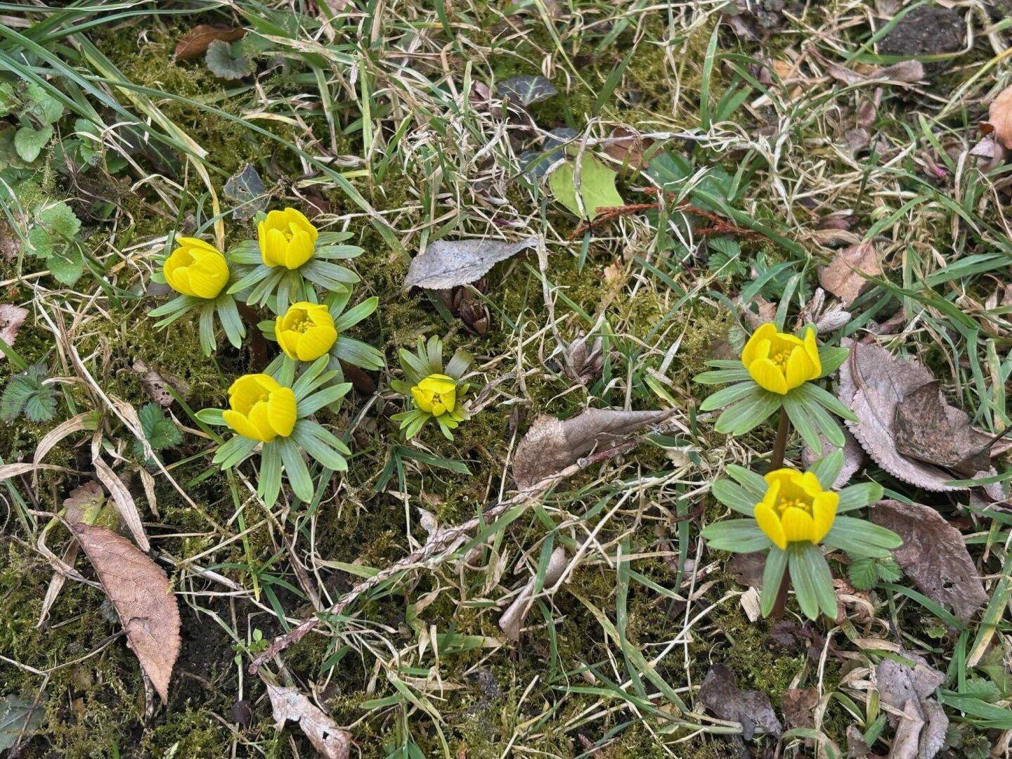 Nahaufnahme von kleinen gelben Winterlingen, die im Moos und Gras blühen.