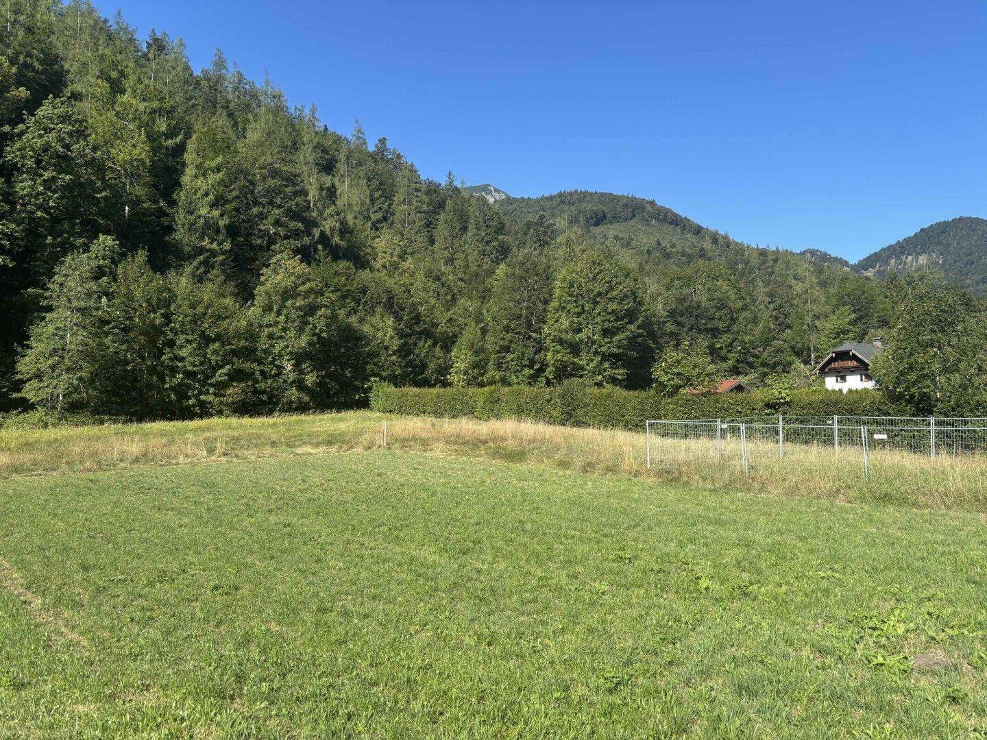 Weitläufige grüne Wiese mit Wald und Bergen im Hintergrund unter blauem Himmel.