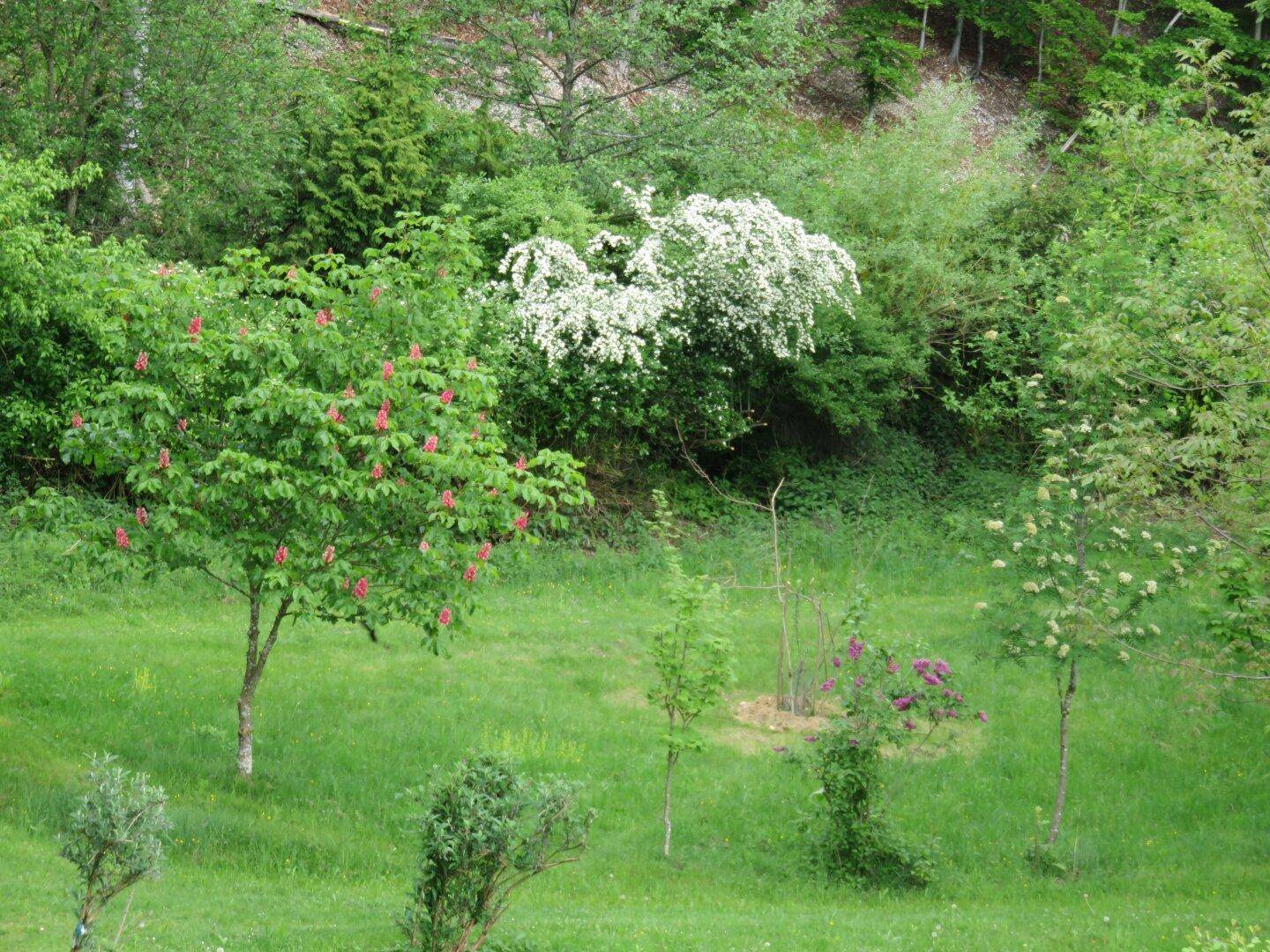 Grüner Gartenbereich mit verschiedenen Bäumen, Sträuchern und blühenden Pflanzen.