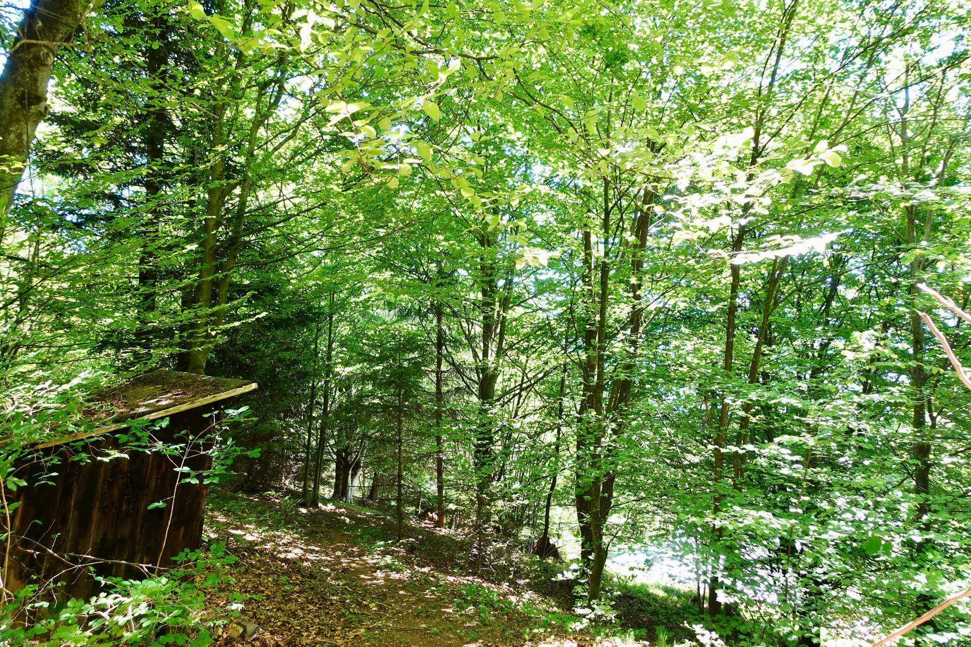 Waldhütte I Ruhelage I Hungerburg - Ansicht 5