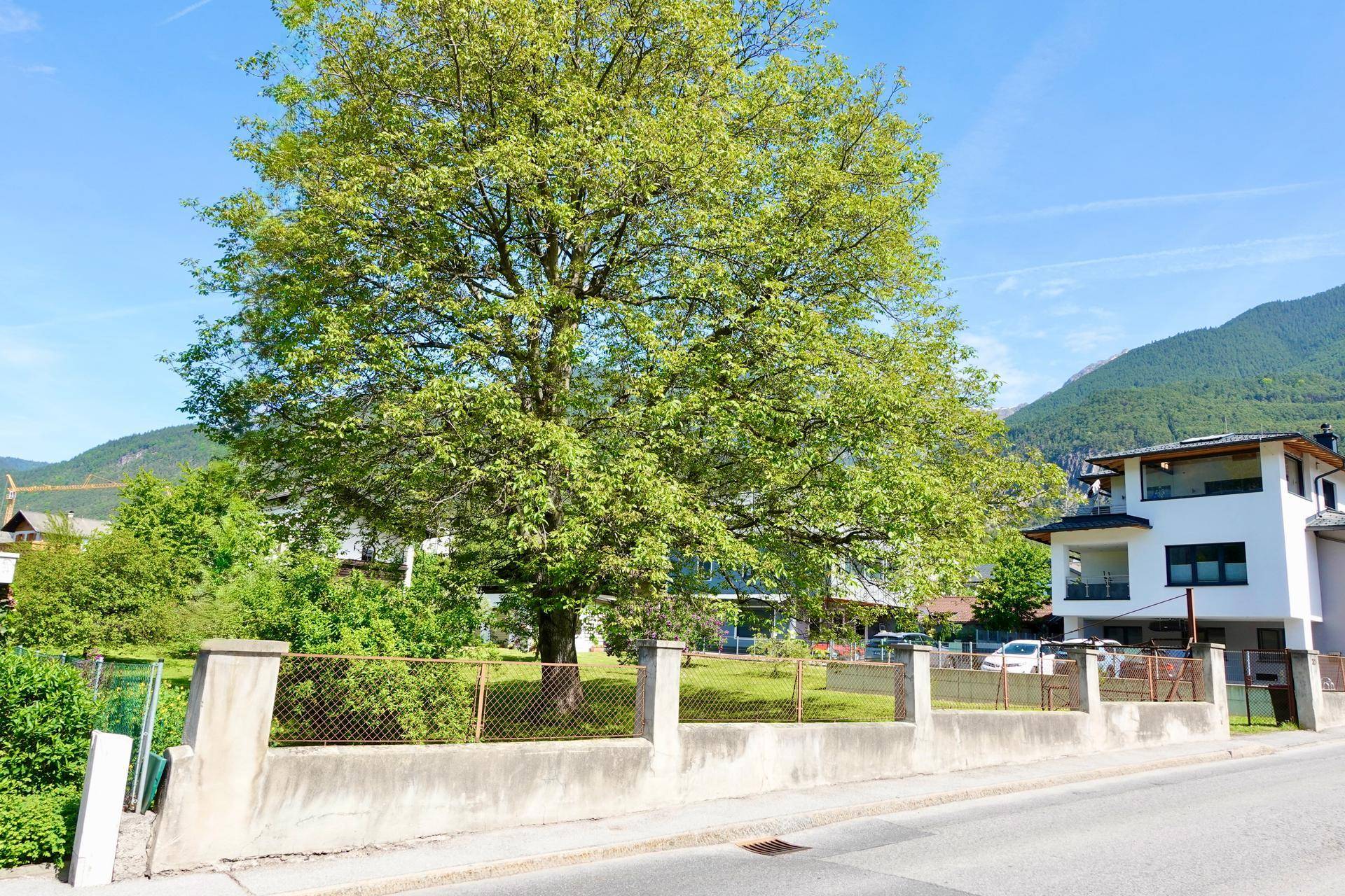 Großer Baum am Straßenrand vor einem Wohnhaus mit Balkonen und Bergblick.