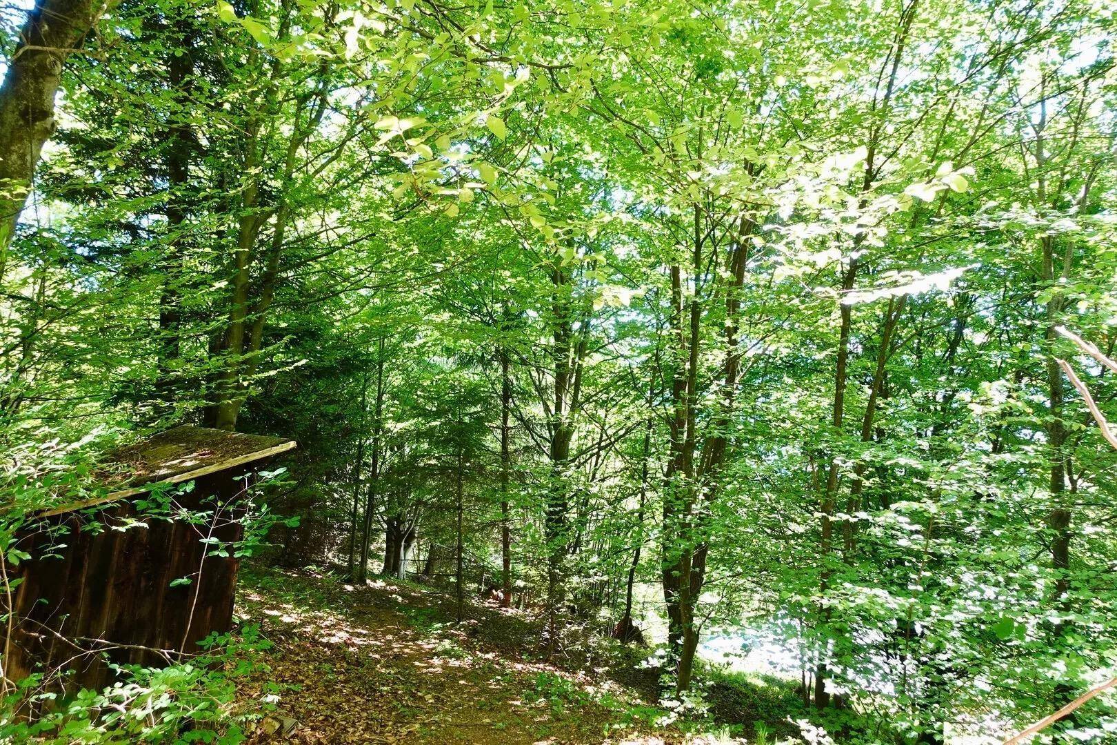 Dichter Wald mit hohen grünen Bäumen, durch die Sonnenlicht fällt, und einer kleinen Holzhütte.