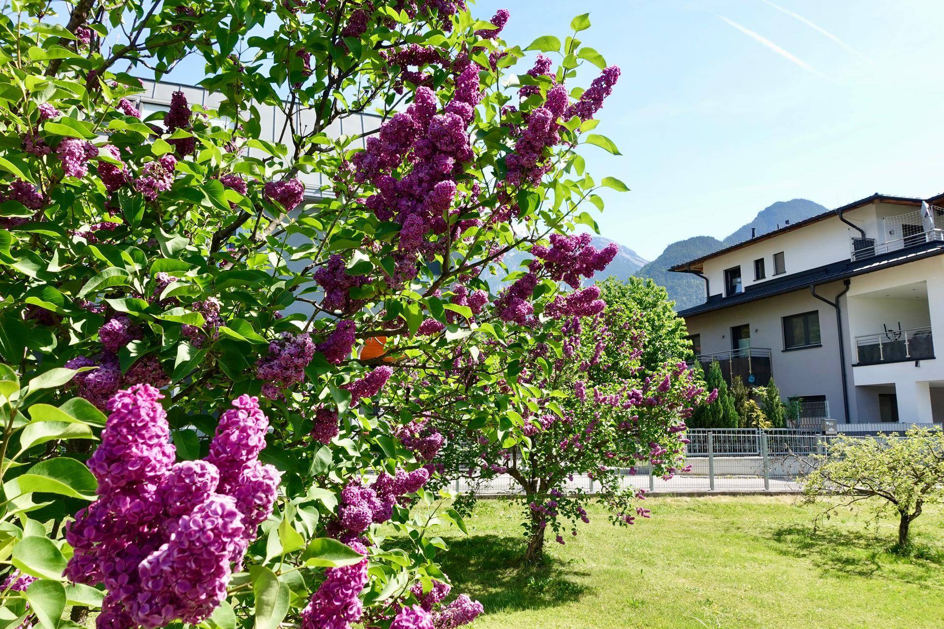Nahaufnahme von blühenden Fliederbüschen im Garten mit Wohnhäusern und Bergen im Hintergrund.