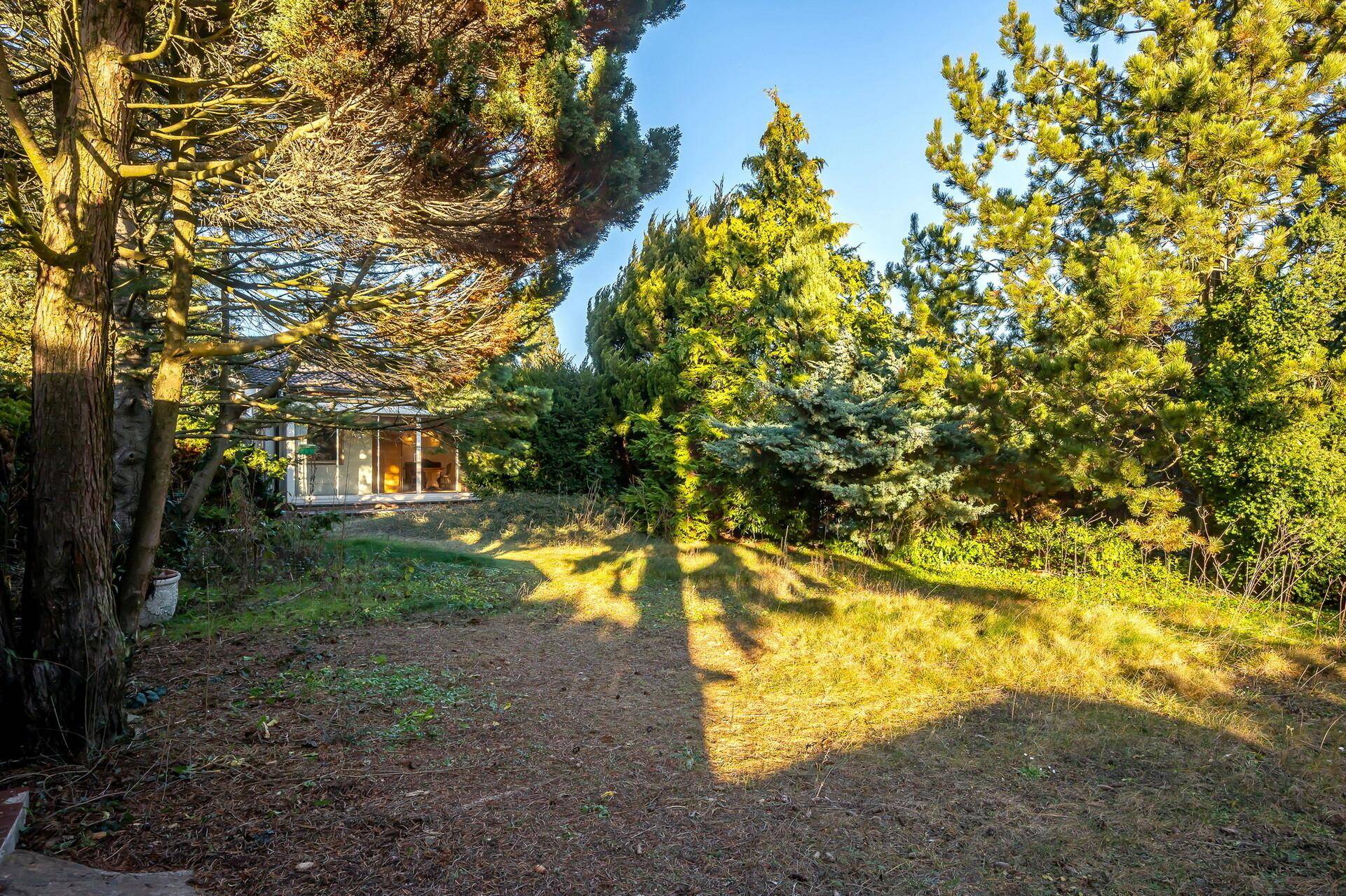 Sonniger Garten mit großen Bäumen, die lange Schatten auf die Rasenfläche werfen.