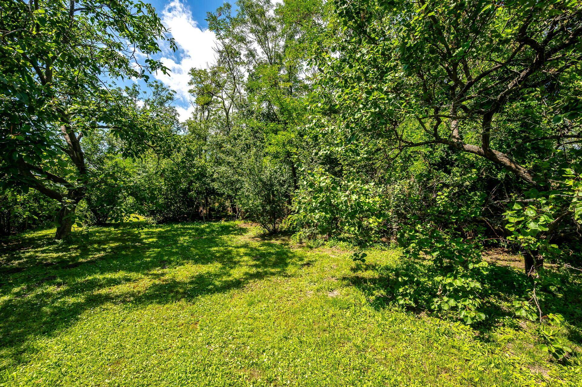 Dichter Baumbestand und üppiges Grün im hinteren Gartenbereich.