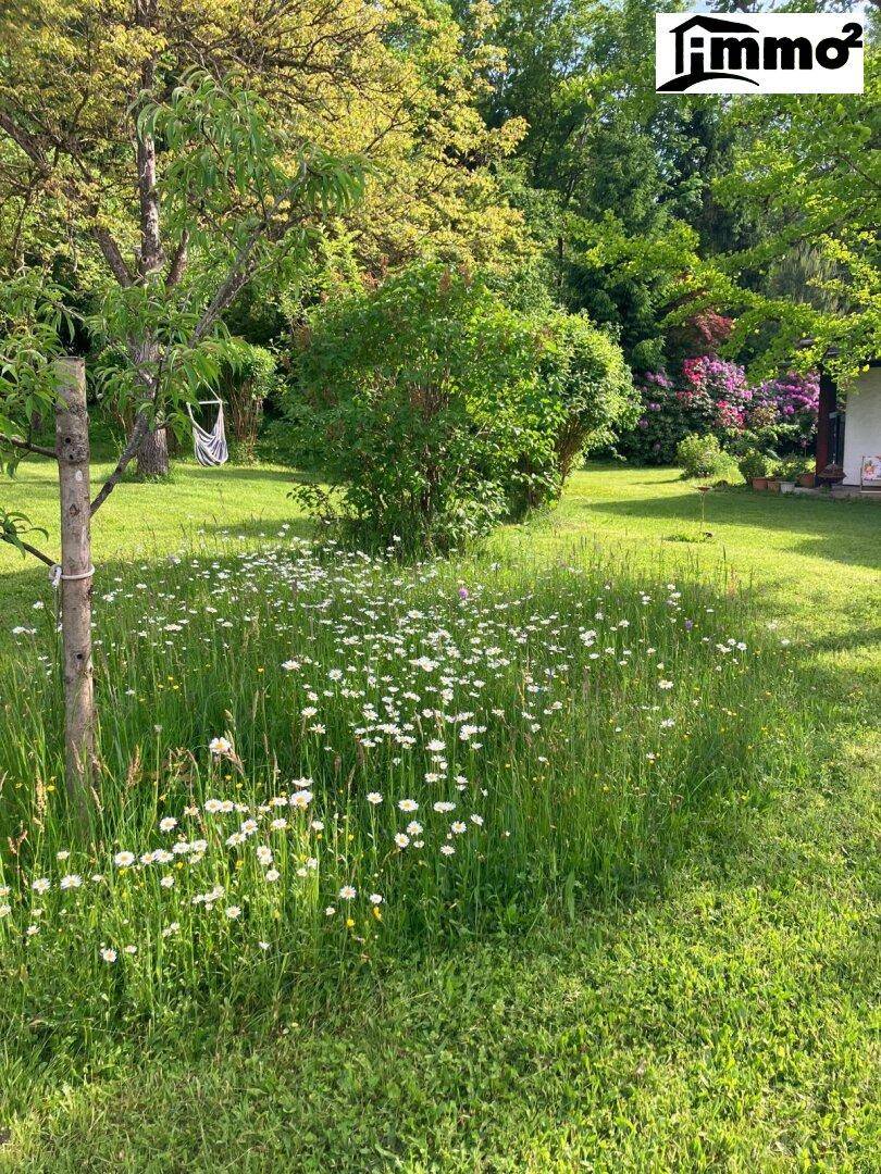 Großer, naturbelassener Garten mit Wiese, Wildblumen und altem Baumbestand.