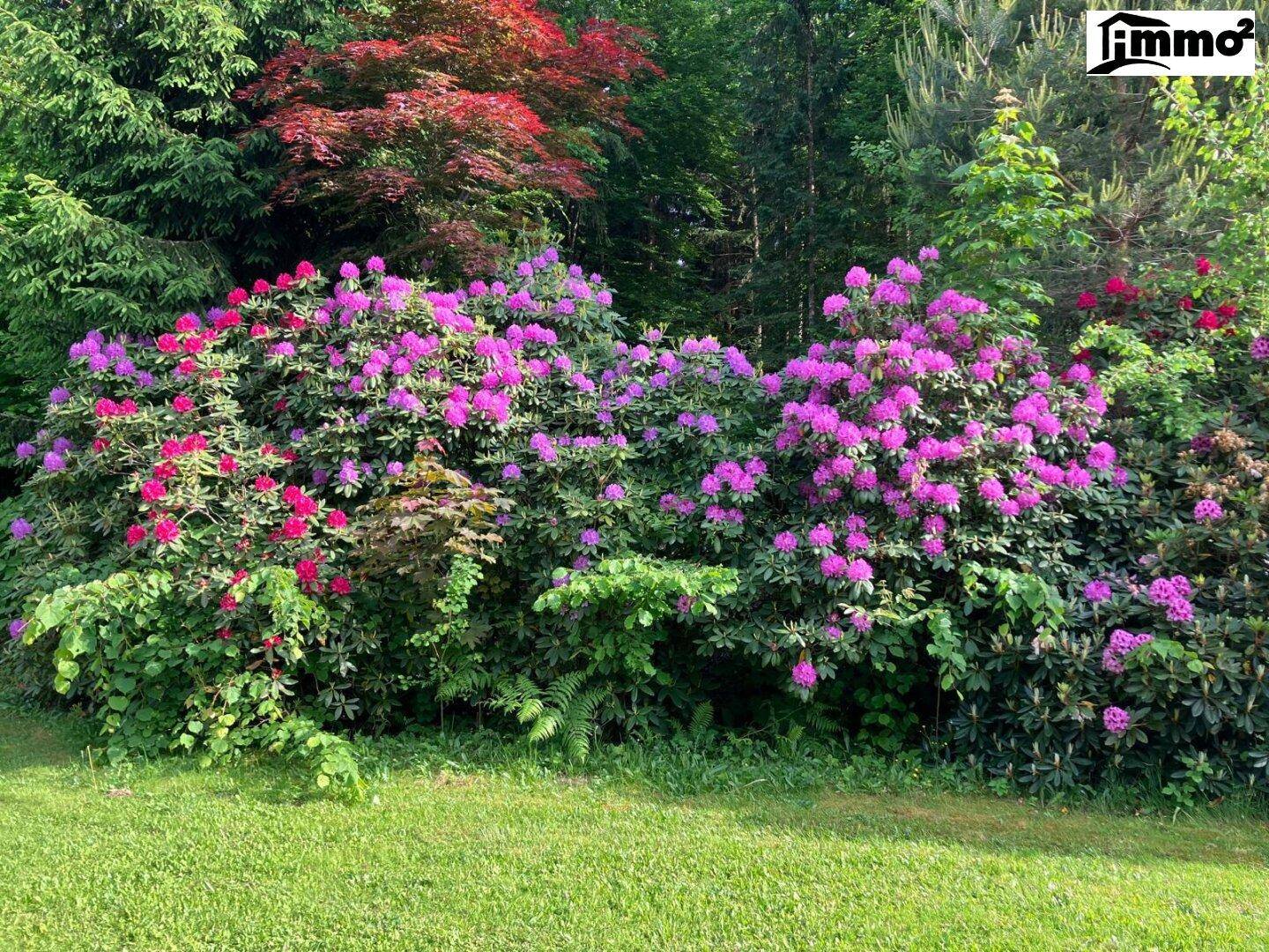 Üppiger Gartenbereich mit farbenprächtigen Rhododendren und verschiedenen Bäumen im Hintergrund.