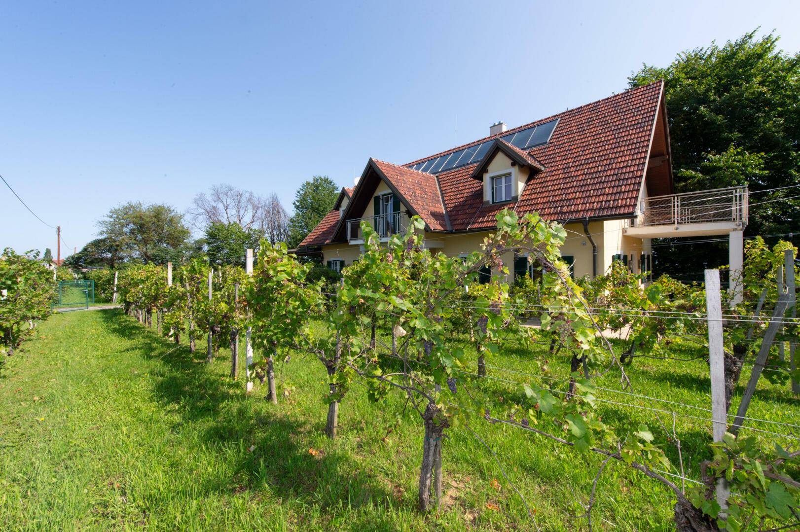 Hausansicht mit Weinreben im Vordergrund und grüner Hügellandschaft im Hintergrund.