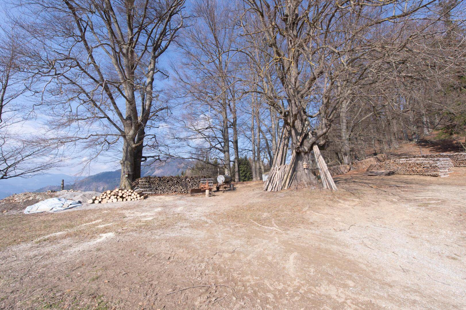 Weitläufiges Gelände mit Holzstapeln und Bäumen in einer natürlichen Umgebung.