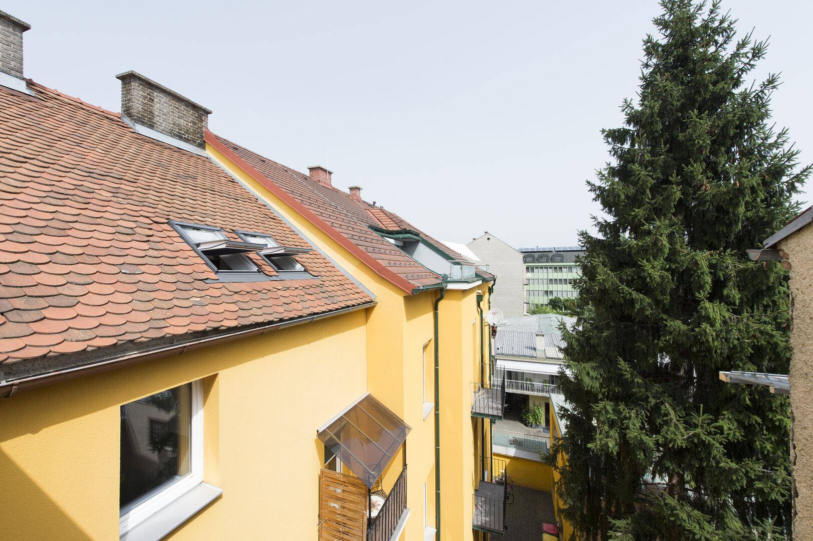 Blick über die Dächer der Nachbargebäude mit einem großen Nadelbaum.