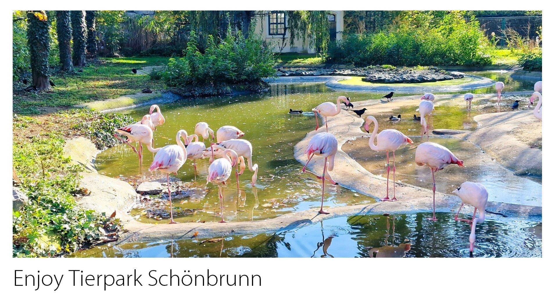 Enjoy Tiergarten Schönbrunn