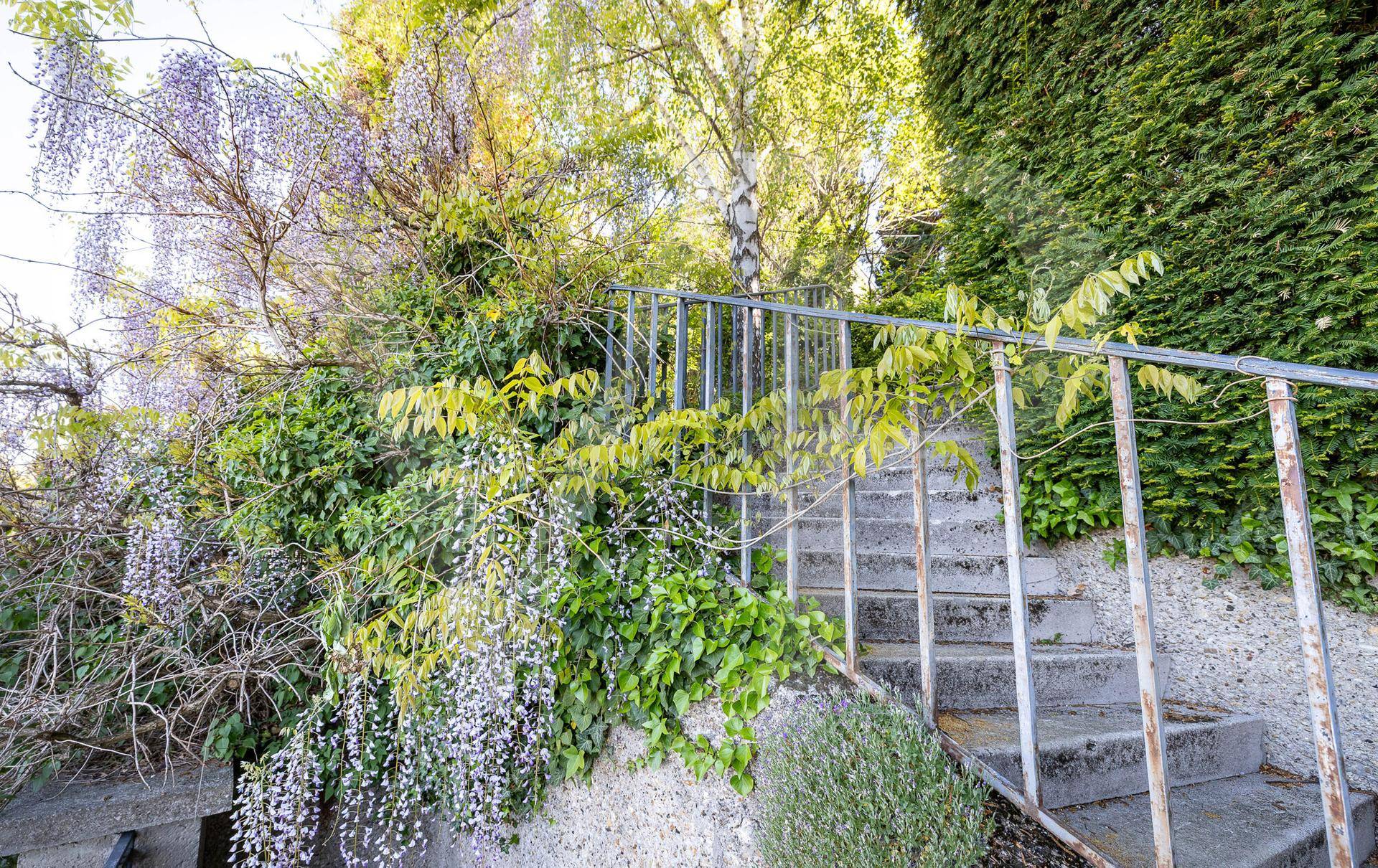 Steintreppe mit Metallgeländer, umrankt von üppigen Kletterpflanzen und blühendem Glyzinien.