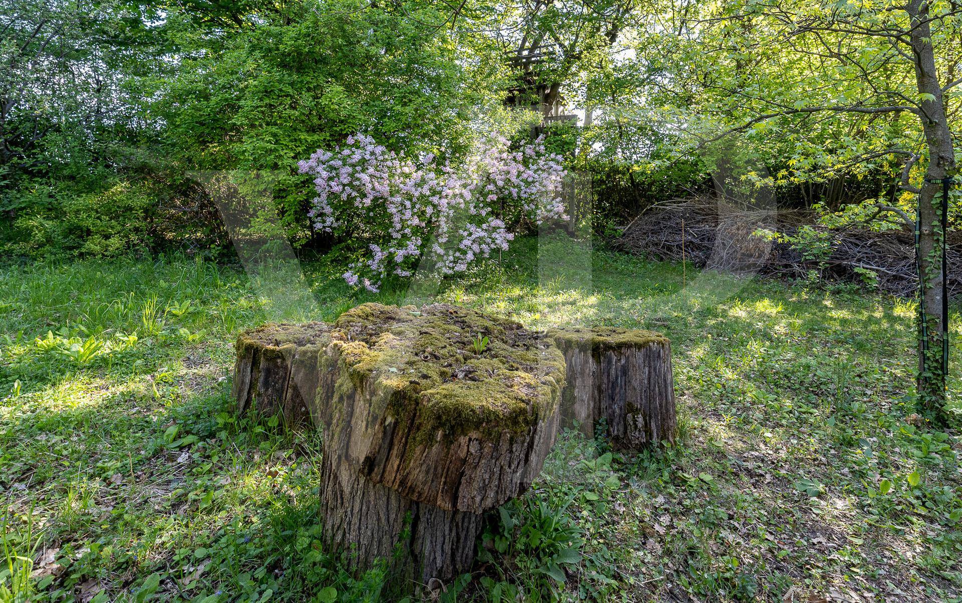 Moosbewachsene Baumstümpfe auf einer sonnigen Wiese, umgeben von üppigem Grün und Bäumen.