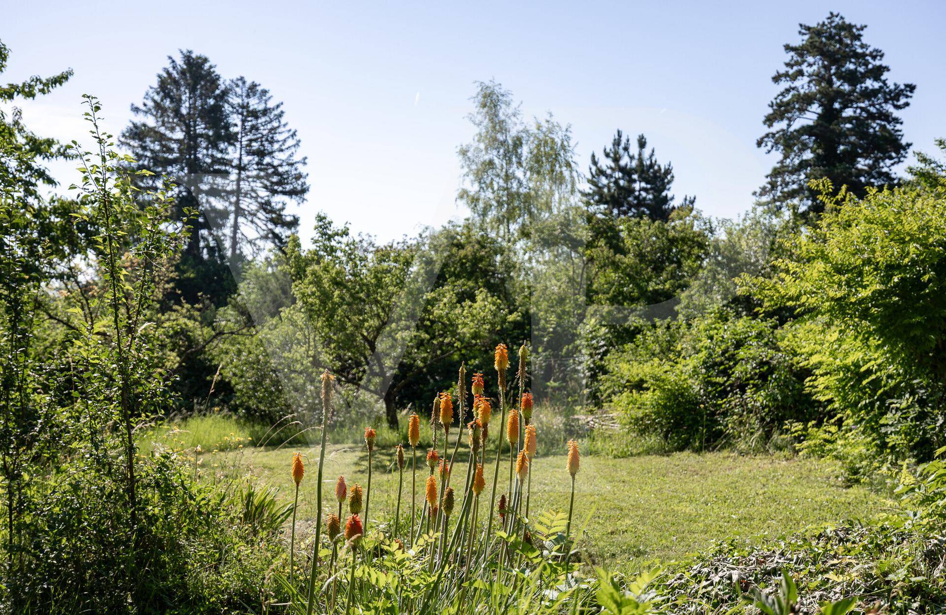 Naturbelassener Gartenbereich mit blühenden Pflanzen und hohen Bäumen unter blauem Himmel.