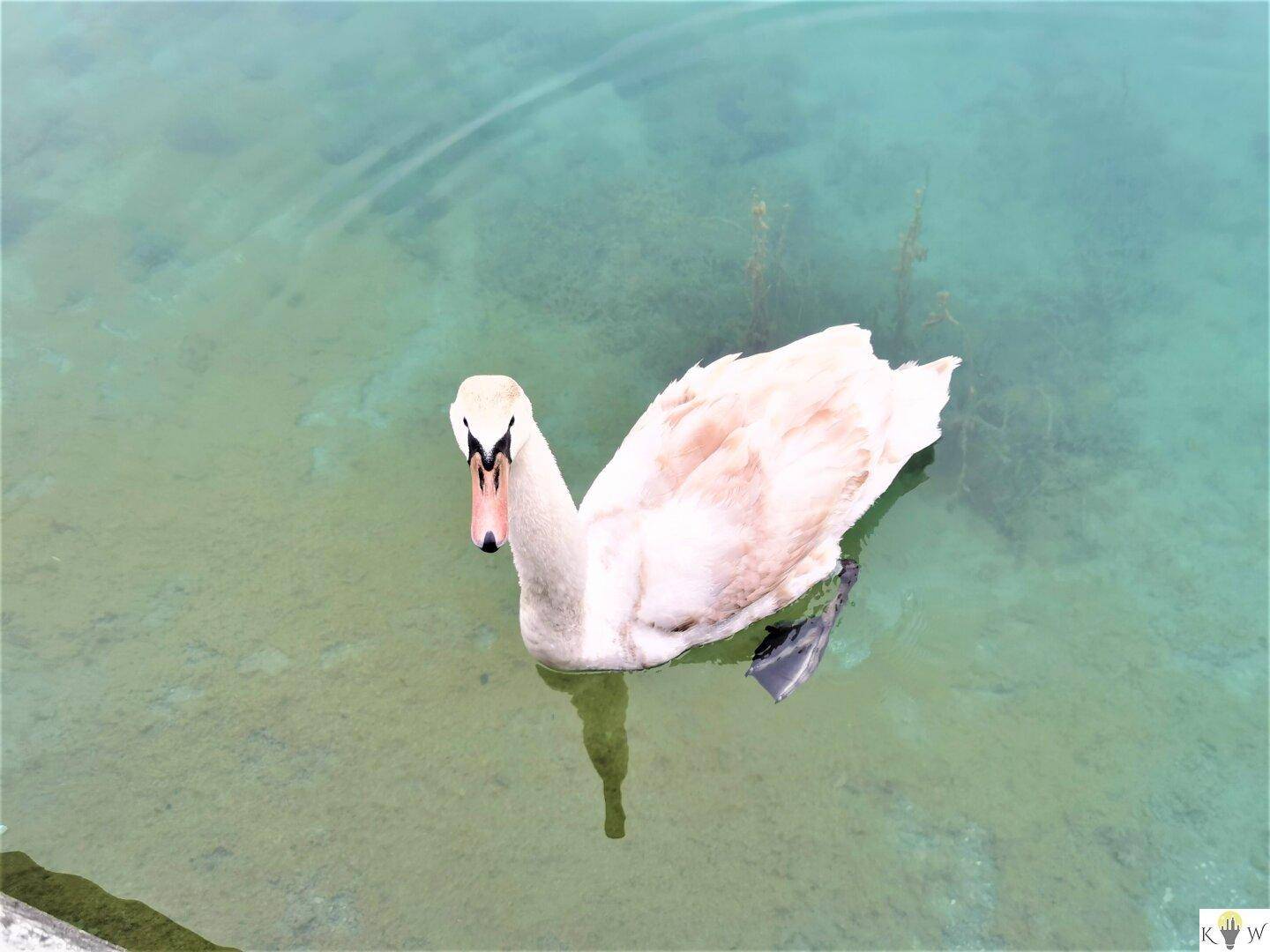 Nahaufnahme eines weißen Schwans, der ruhig auf dem türkisfarbenen Wasser schwimmt.