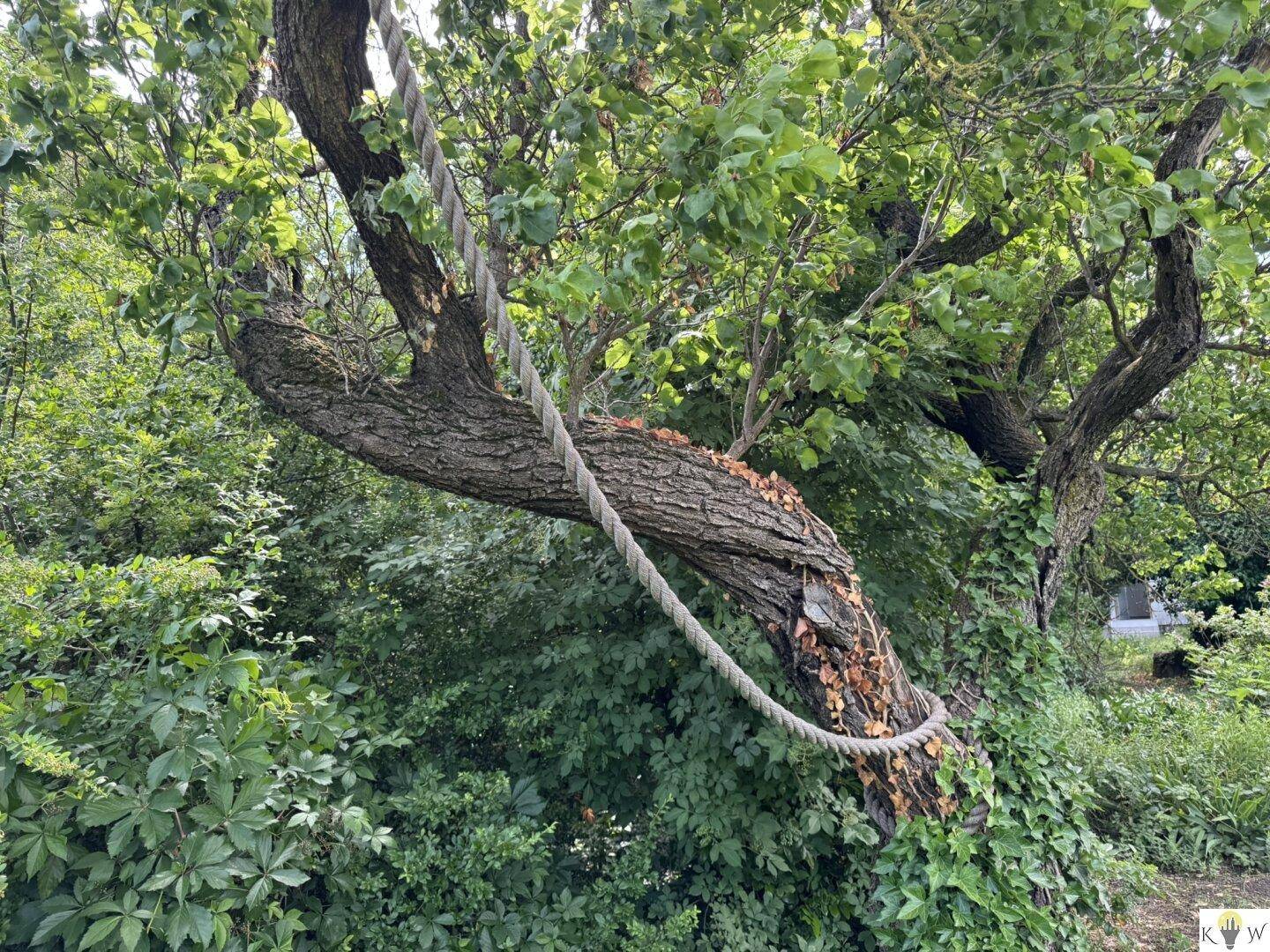 Alter Baum mit Seil im Garten, umgeben von üppigem Grün.