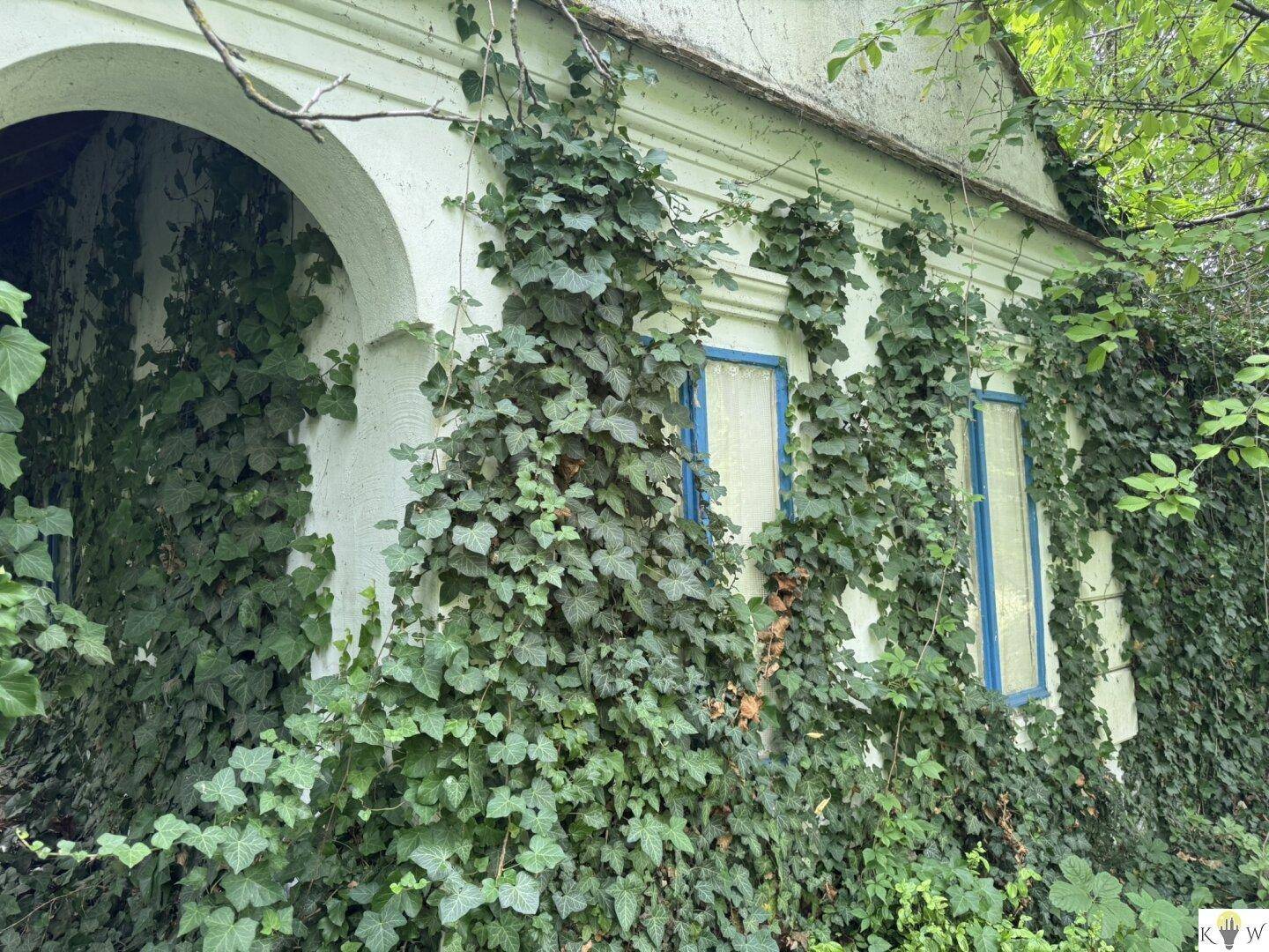 Alte Gebäudefassade mit blauen Fensterrahmen, vollständig von dichtem Efeu bewachsen.