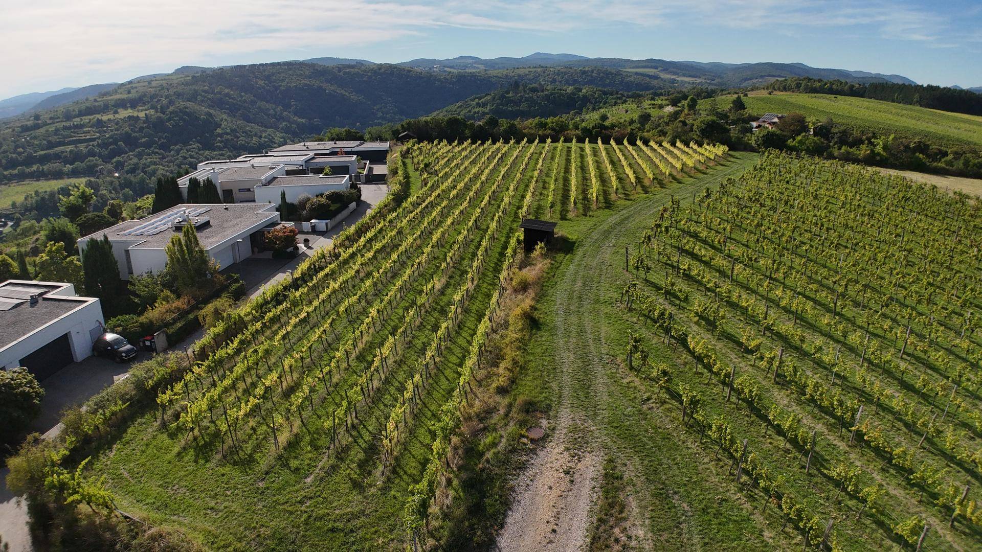 Panoramablick auf weitläufige Weinberge und moderne Architektur in einer hügeligen Landschaft.