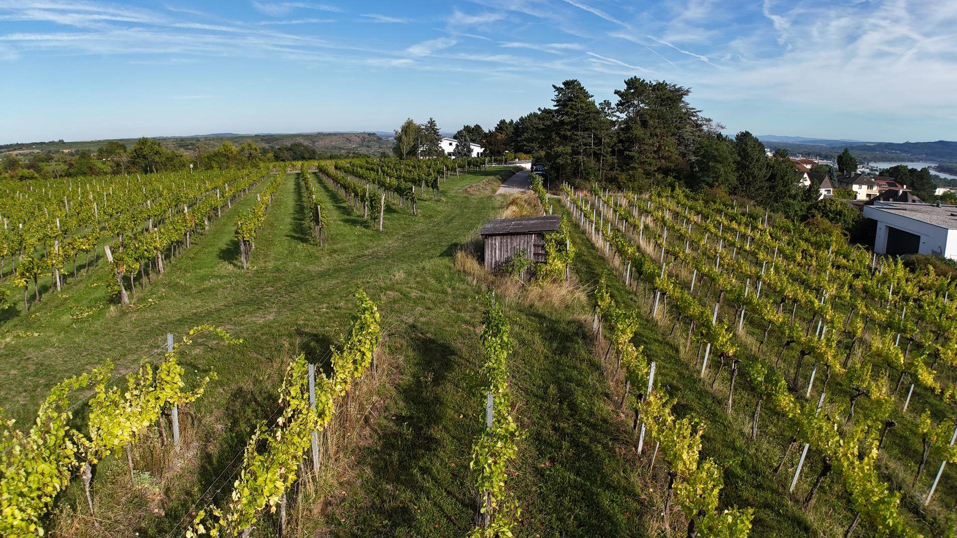Blick durch die Weinreben auf einen kleinen Holzschuppen und Häuser in der Ferne.