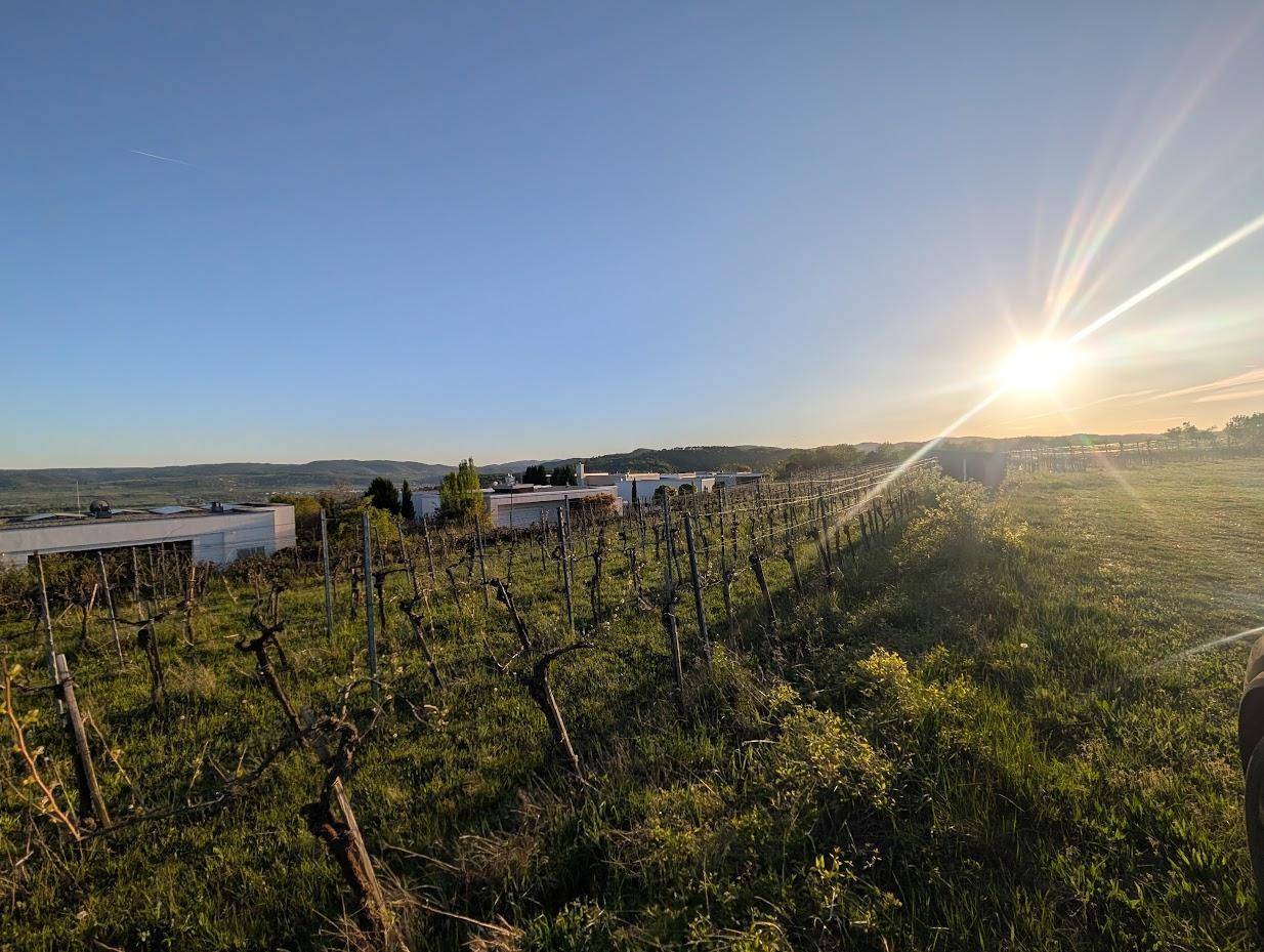 Sonnenuntergang über Weinbergen mit modernen Häusern in der Ferne und weitem Blick.